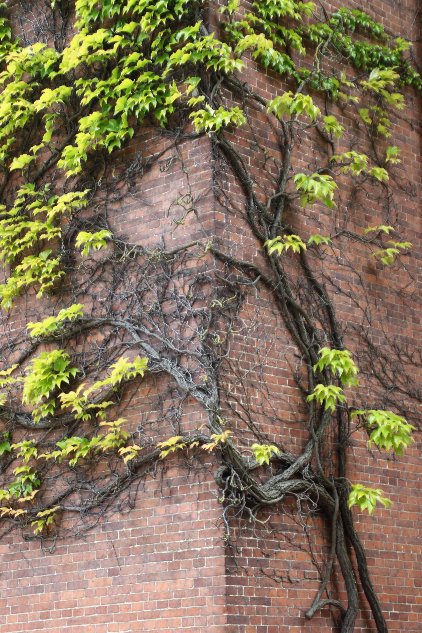 Canon EOS 7D Mark II sample photo. Bricks, building, climber, garden photography