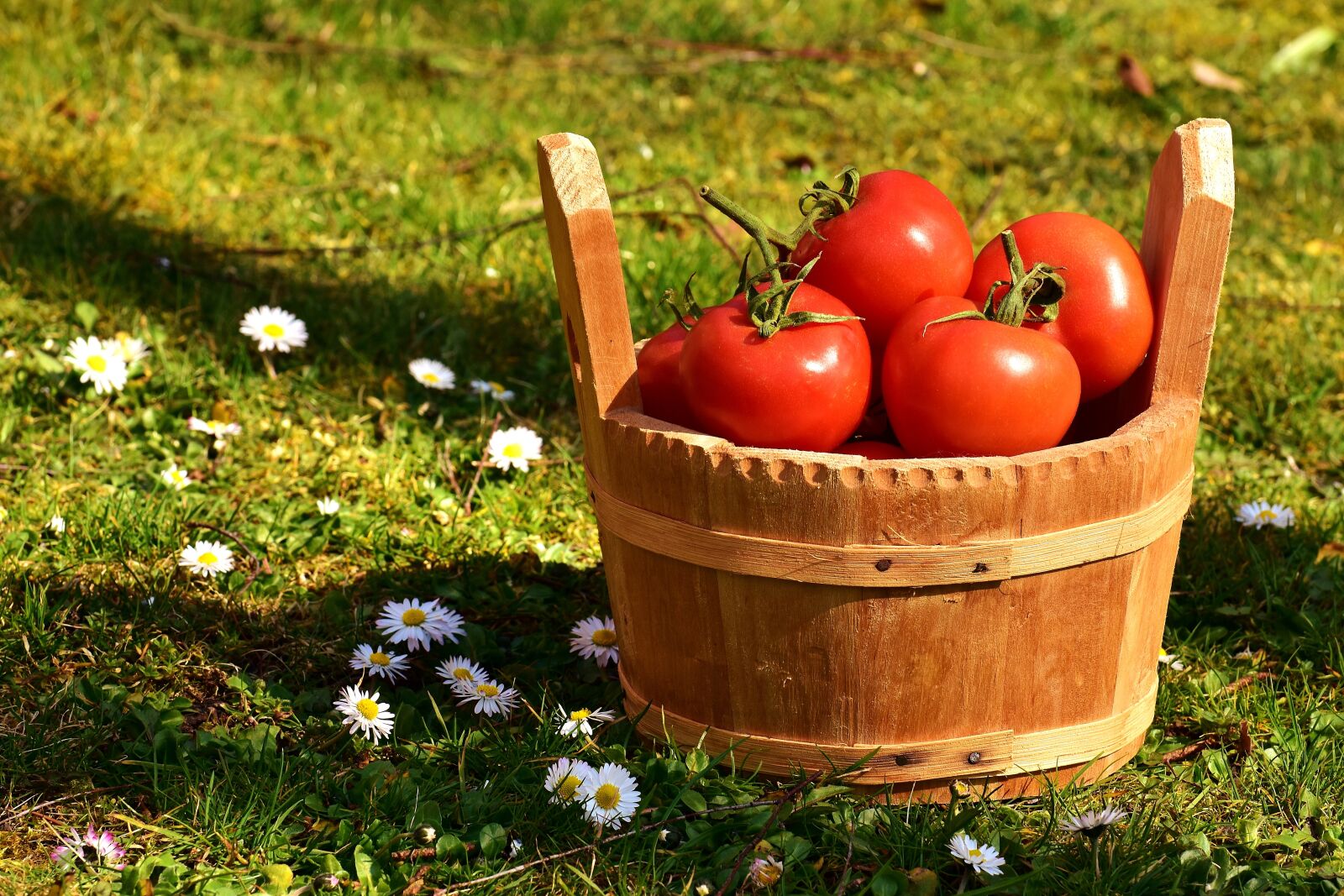 Nikon D7200 sample photo. Tomatoes, vegetables, bucket photography