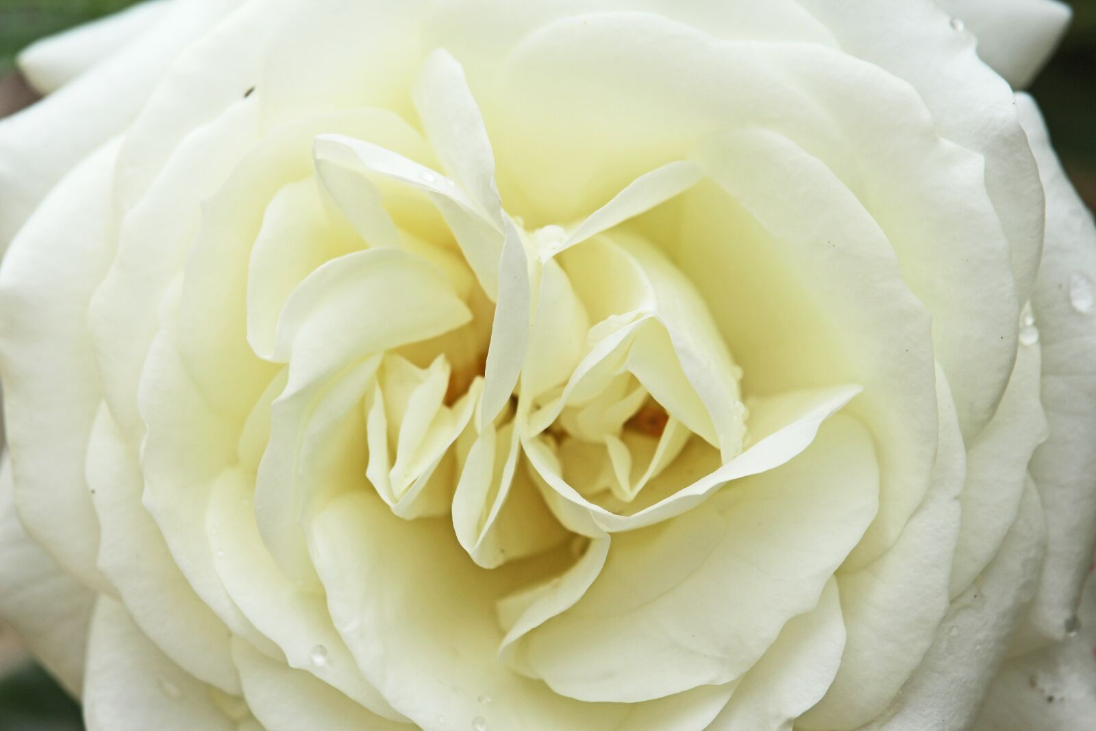 Canon EF-S 55-250mm F4-5.6 IS STM sample photo. White rose, rose, white photography