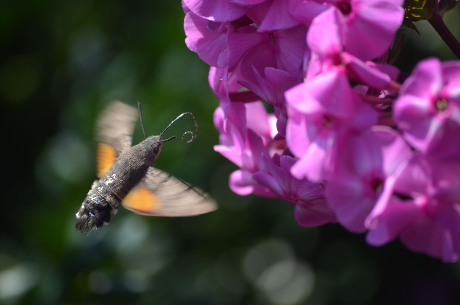 Nikon D5100 sample photo. Nature, flower, pink photography