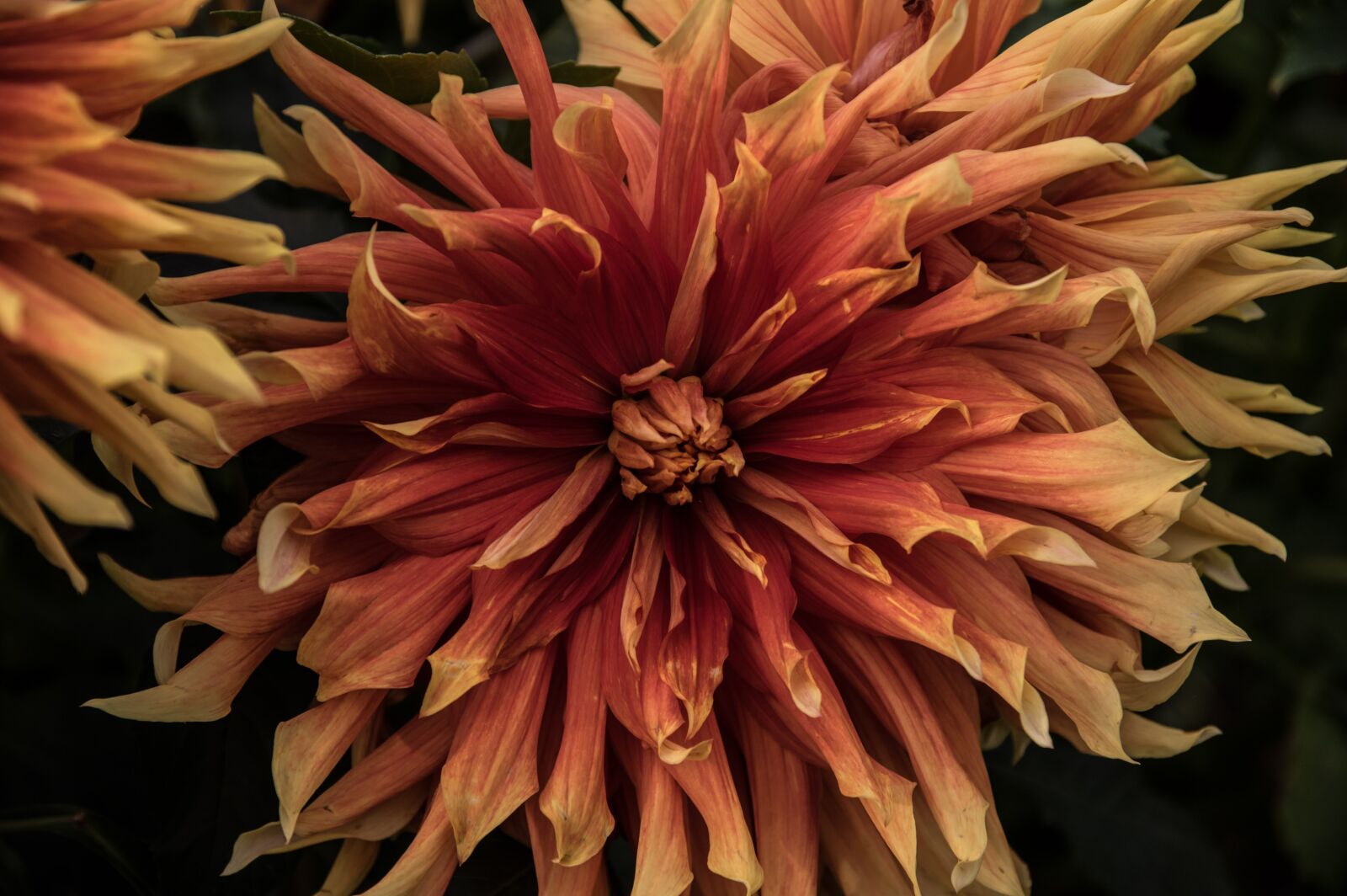 Pentax K-3 sample photo. Dahlia, flower, blossom photography