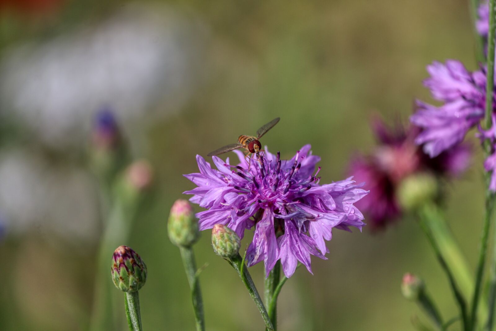 Canon EOS 80D sample photo. Bee, insect, flower photography