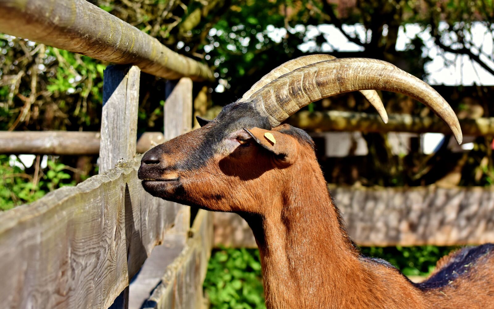 Nikon D7200 sample photo. Billy goat, goat, horns photography