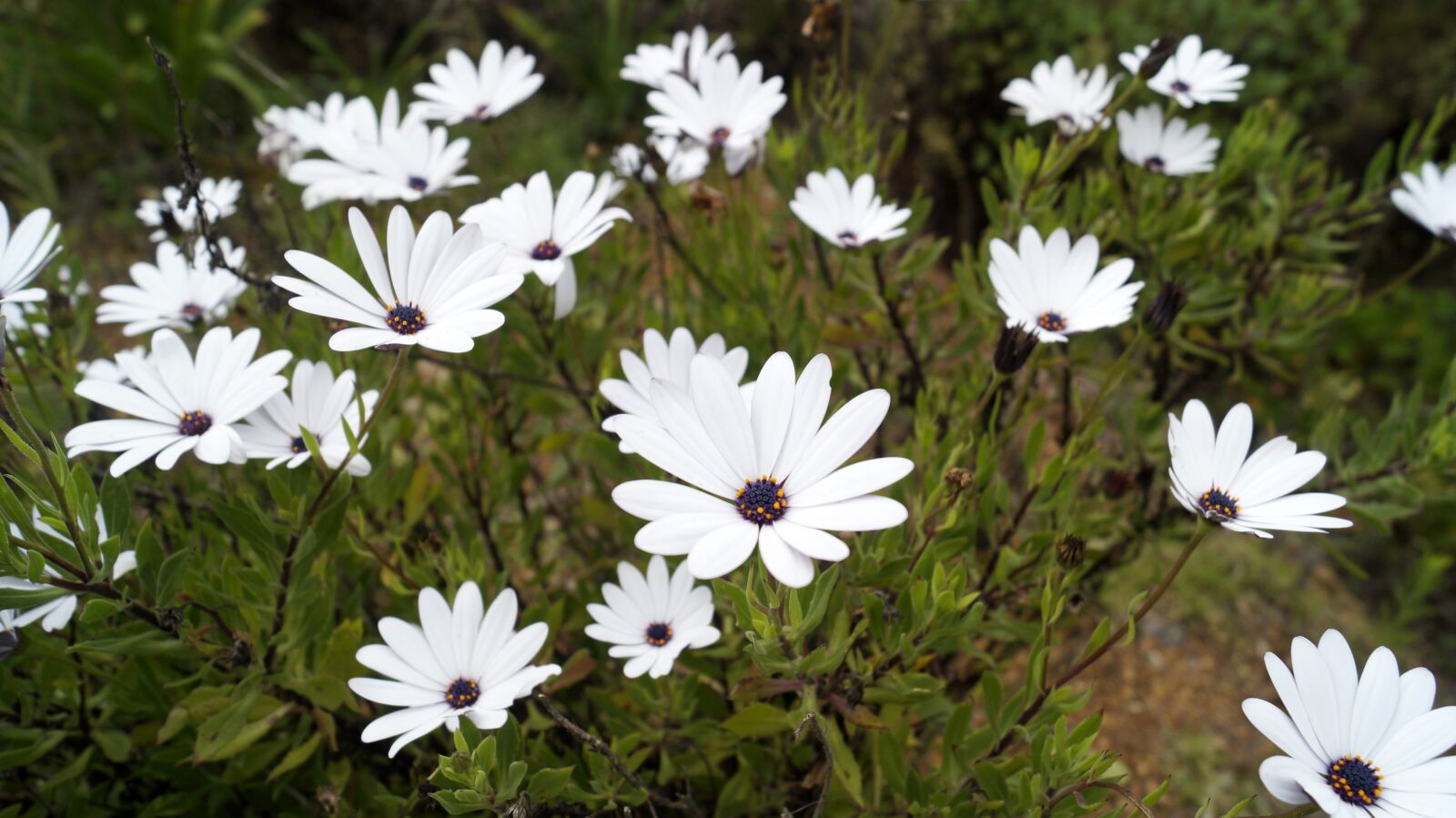 Sony DT 18-55mm F3.5-5.6 SAM II sample photo. Flower, flora, nature photography