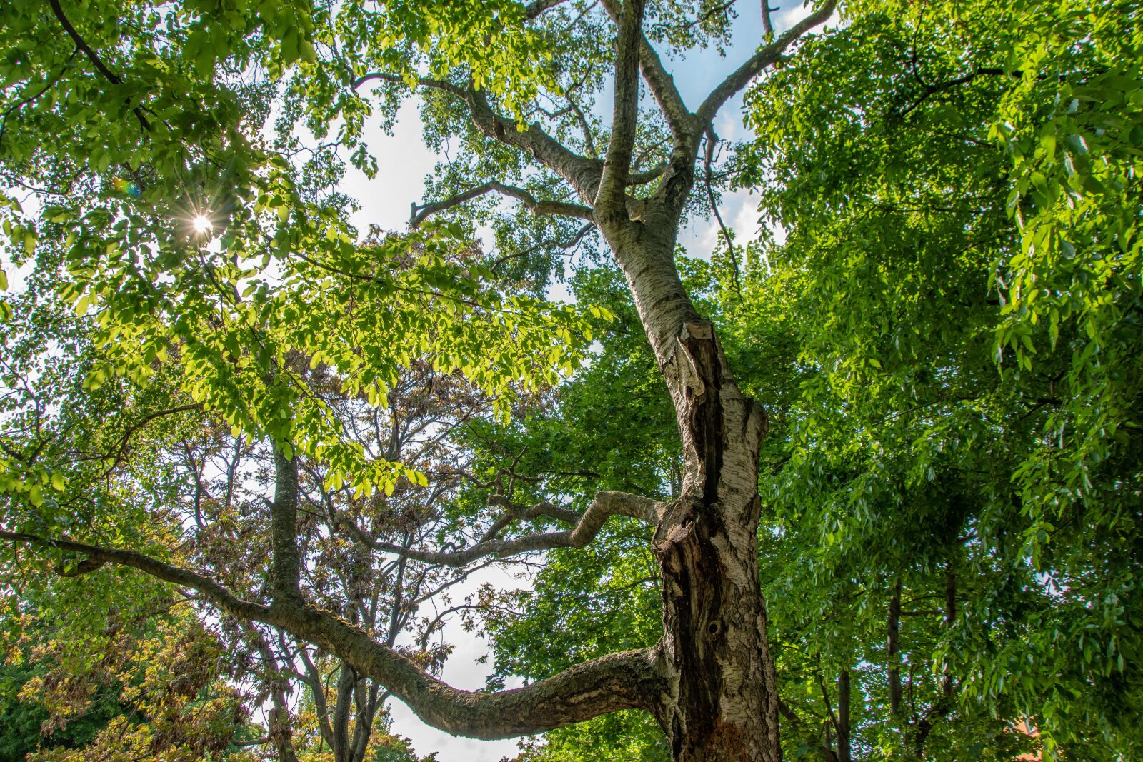 Nikon D5600 sample photo. Tree, forest, birch photography