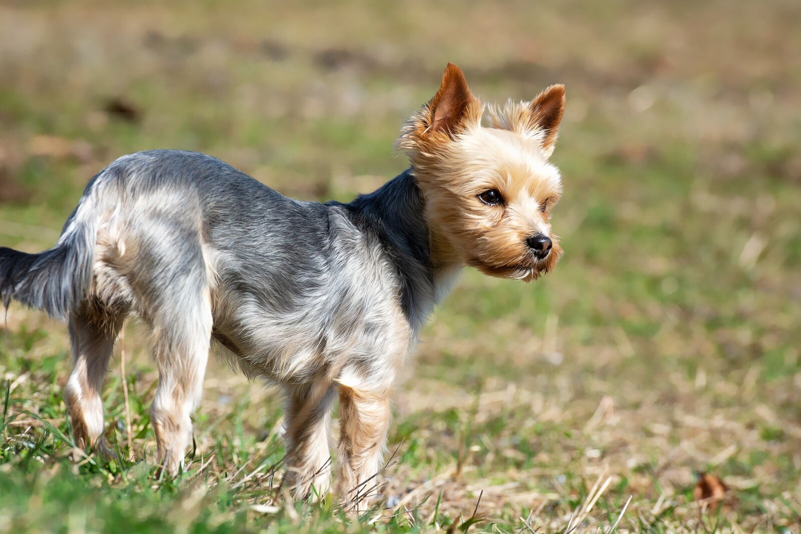 Nikon D7100 sample photo. Dog, small, meadow photography