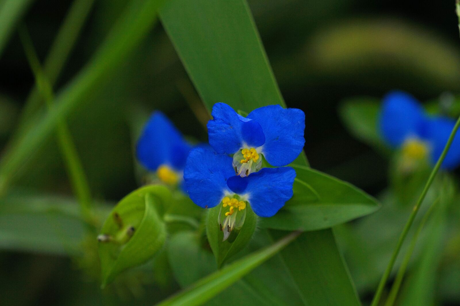 Sony Alpha a5000 (ILCE 5000) sample photo. Plants, abstract, summer flowers photography