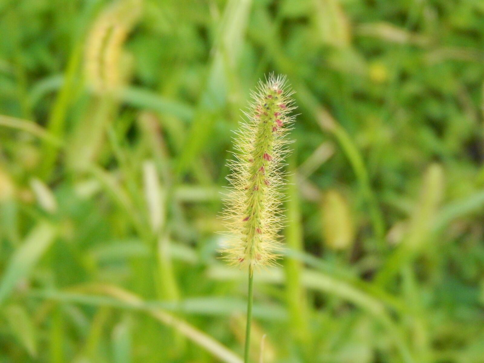 Nikon Coolpix L820 sample photo. Grass, nightcrawler, green photography