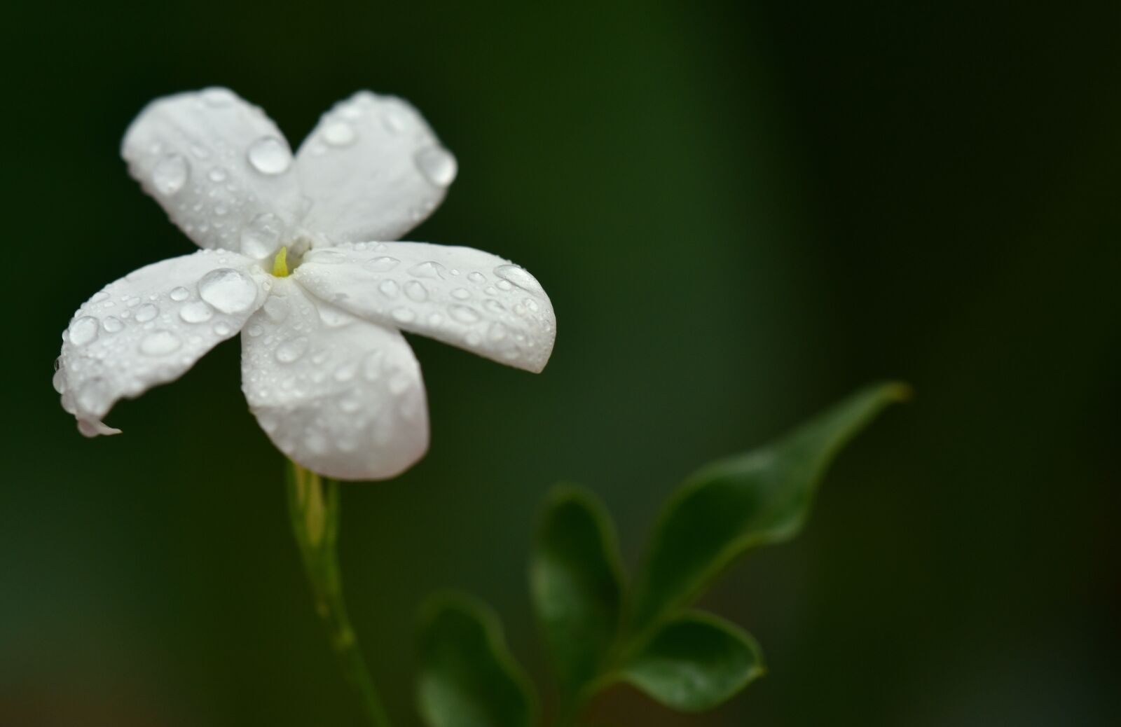 Nikon D750 sample photo. Jasmin, jasmine flower, white photography