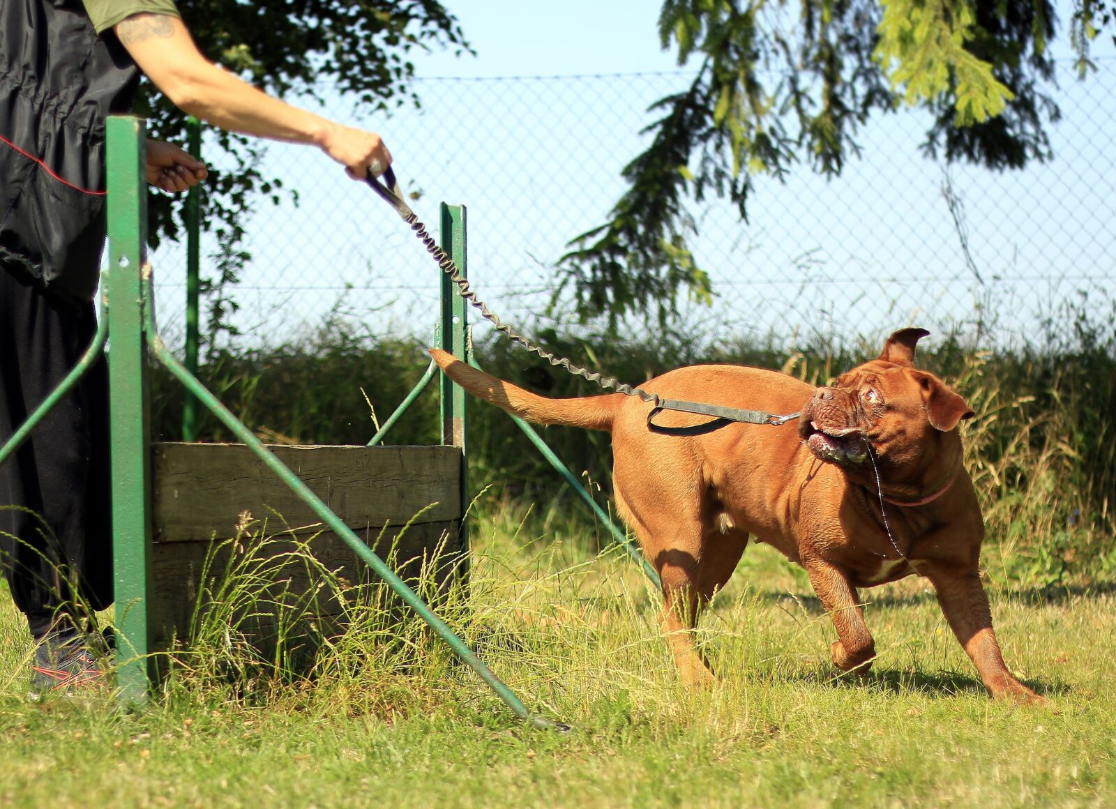 Canon EOS 600D (Rebel EOS T3i / EOS Kiss X5) + Canon EF 50mm F1.8 II sample photo. Training, bordeaux, mastiff photography