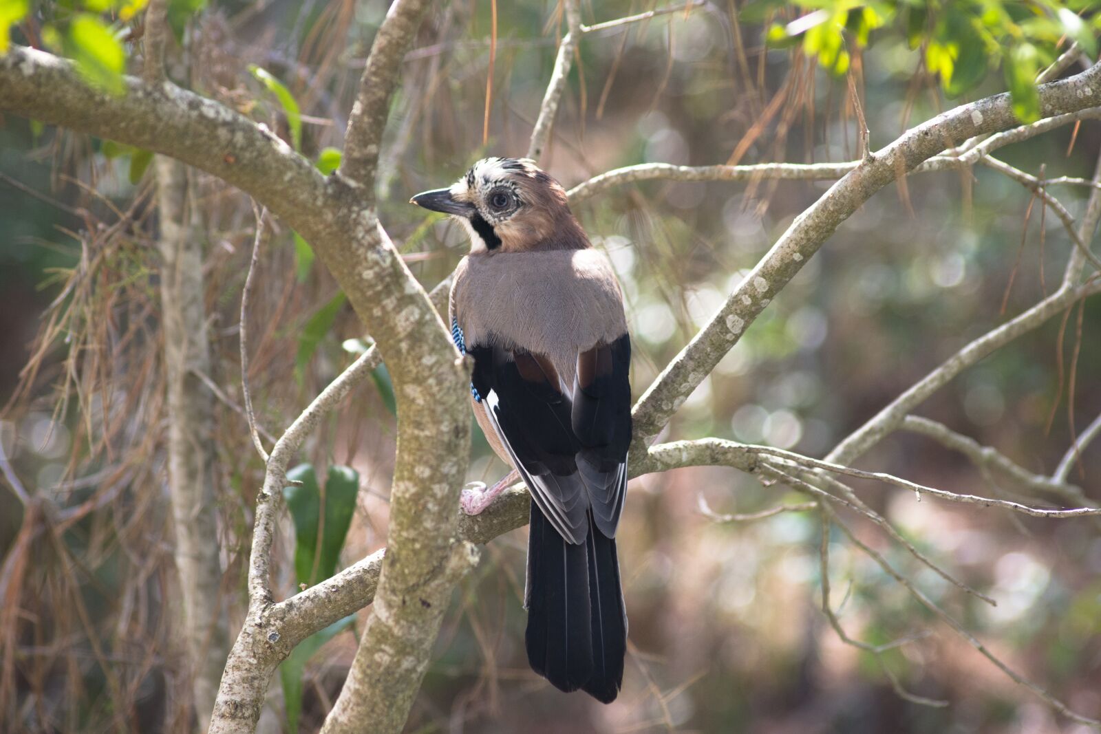 Nikon D7200 sample photo. Jay, bird, nature photography