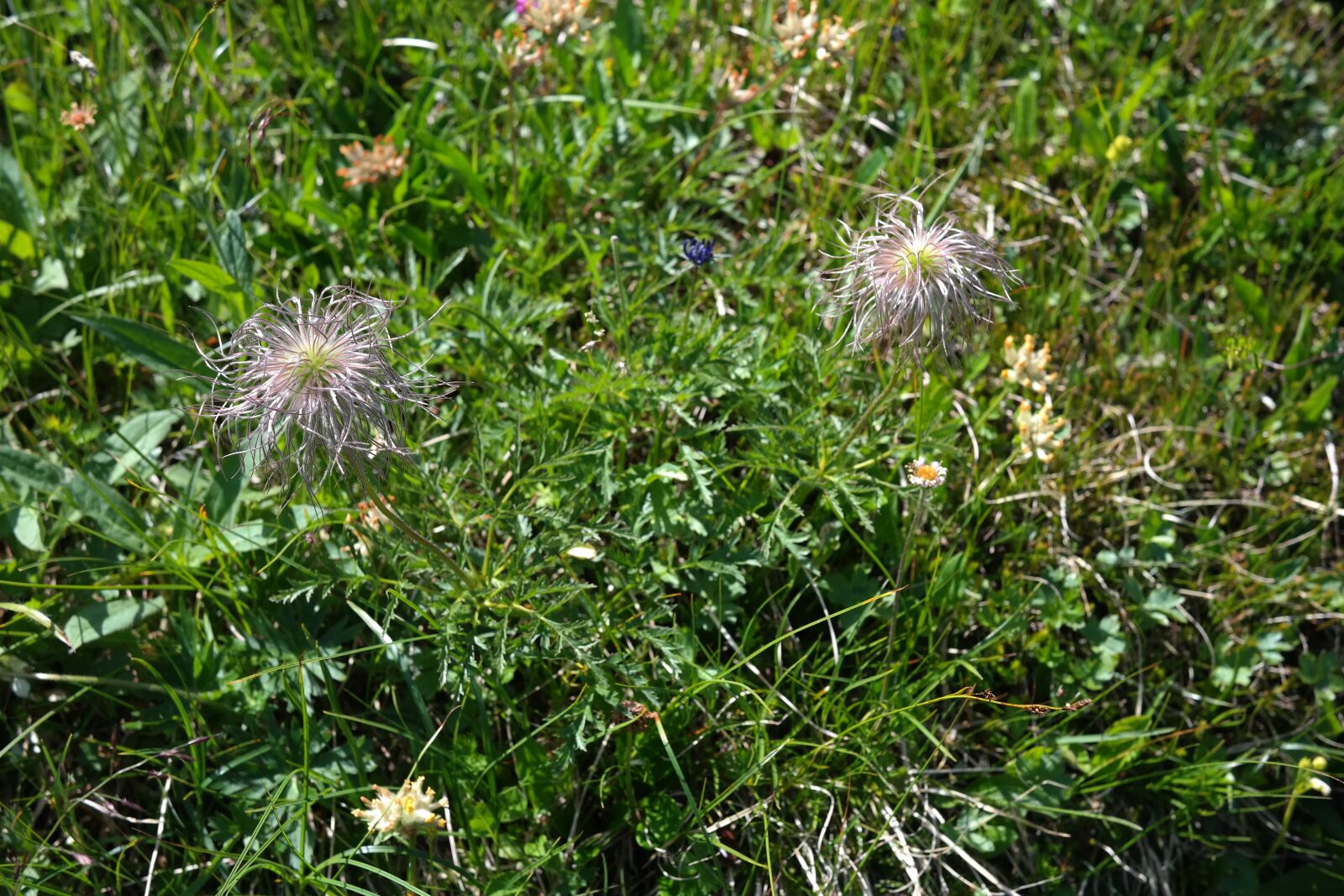 Samsung NX300 sample photo. Alpine pasqueflower, faded, alpine photography