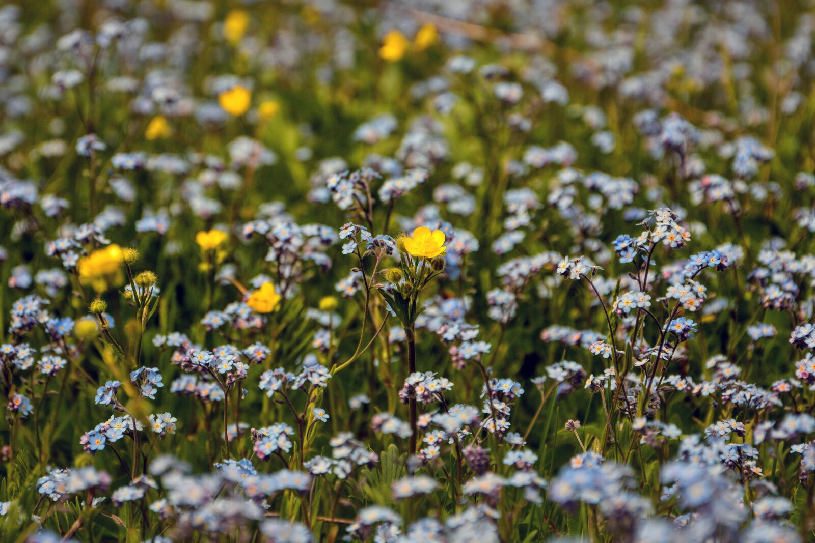 Nikon D7100 sample photo. Wildflowers, spring, nature photography