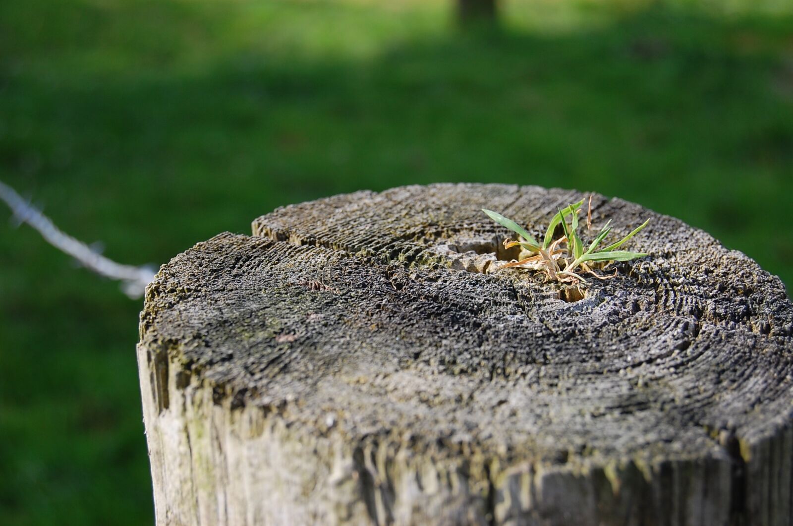 Nikon D40 sample photo. Post, grass, landscape photography