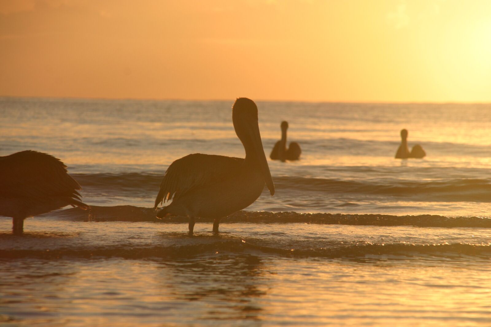 Canon EOS 10D sample photo. Sunset, pelicans, sea photography