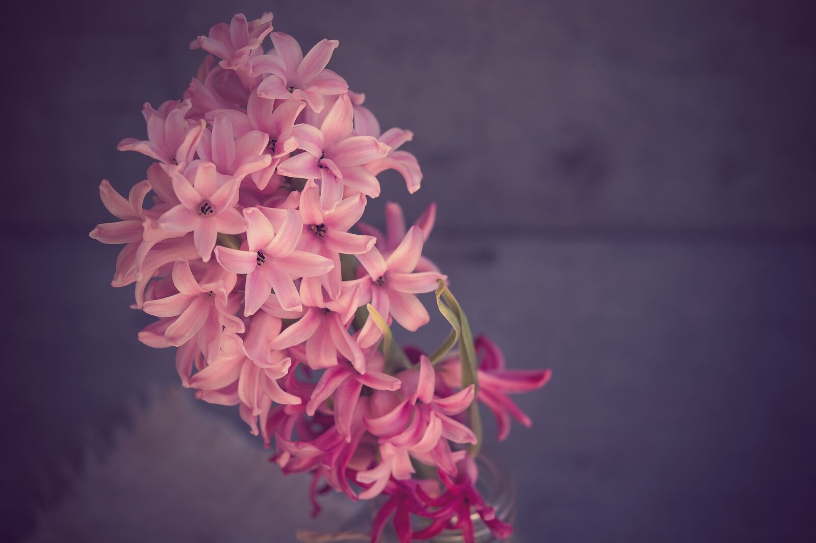 Nikon D7100 sample photo. Hyacinth, flower, pink photography