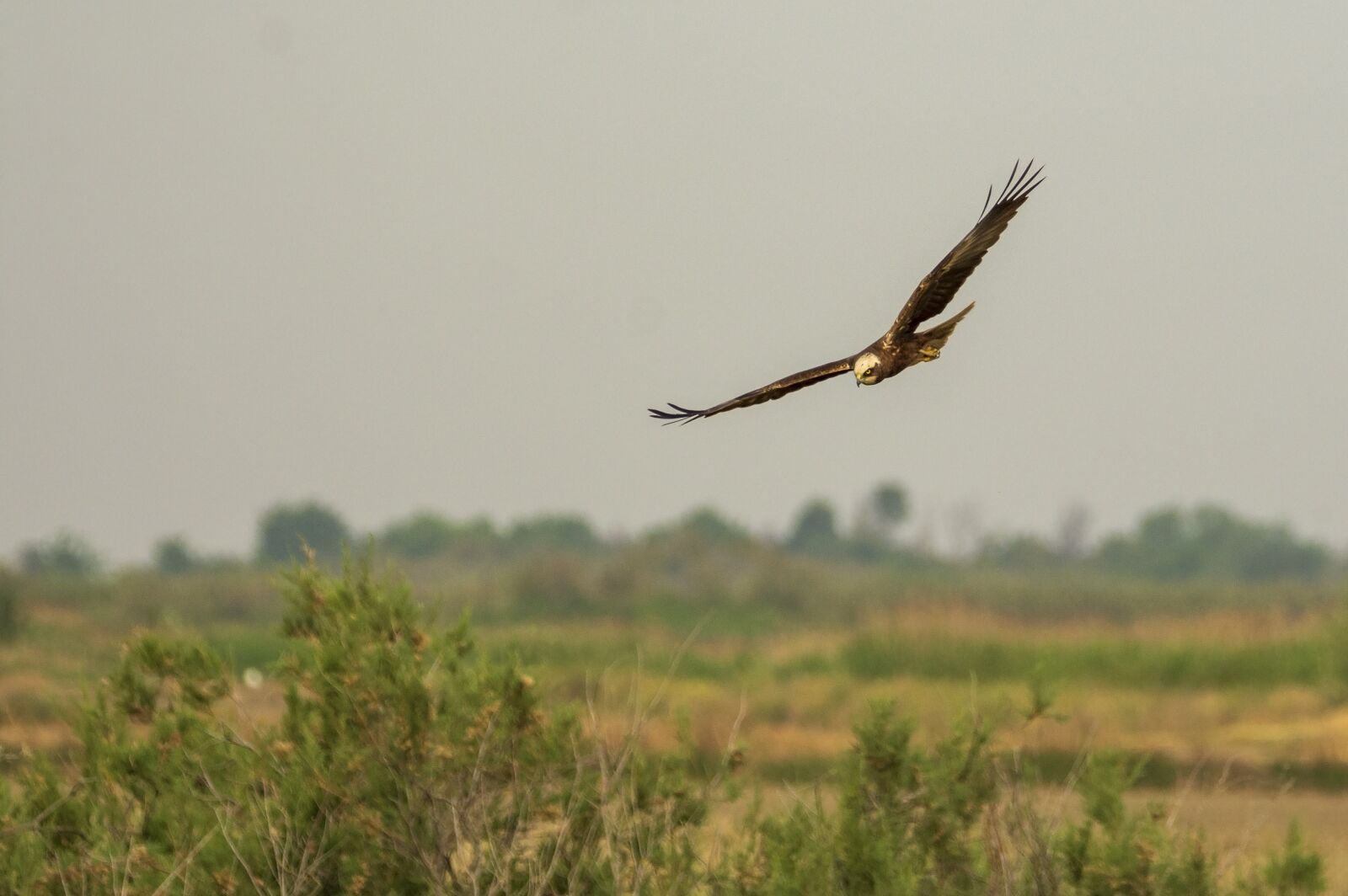 Nikon D7200 sample photo. Bird, nature, animal photography