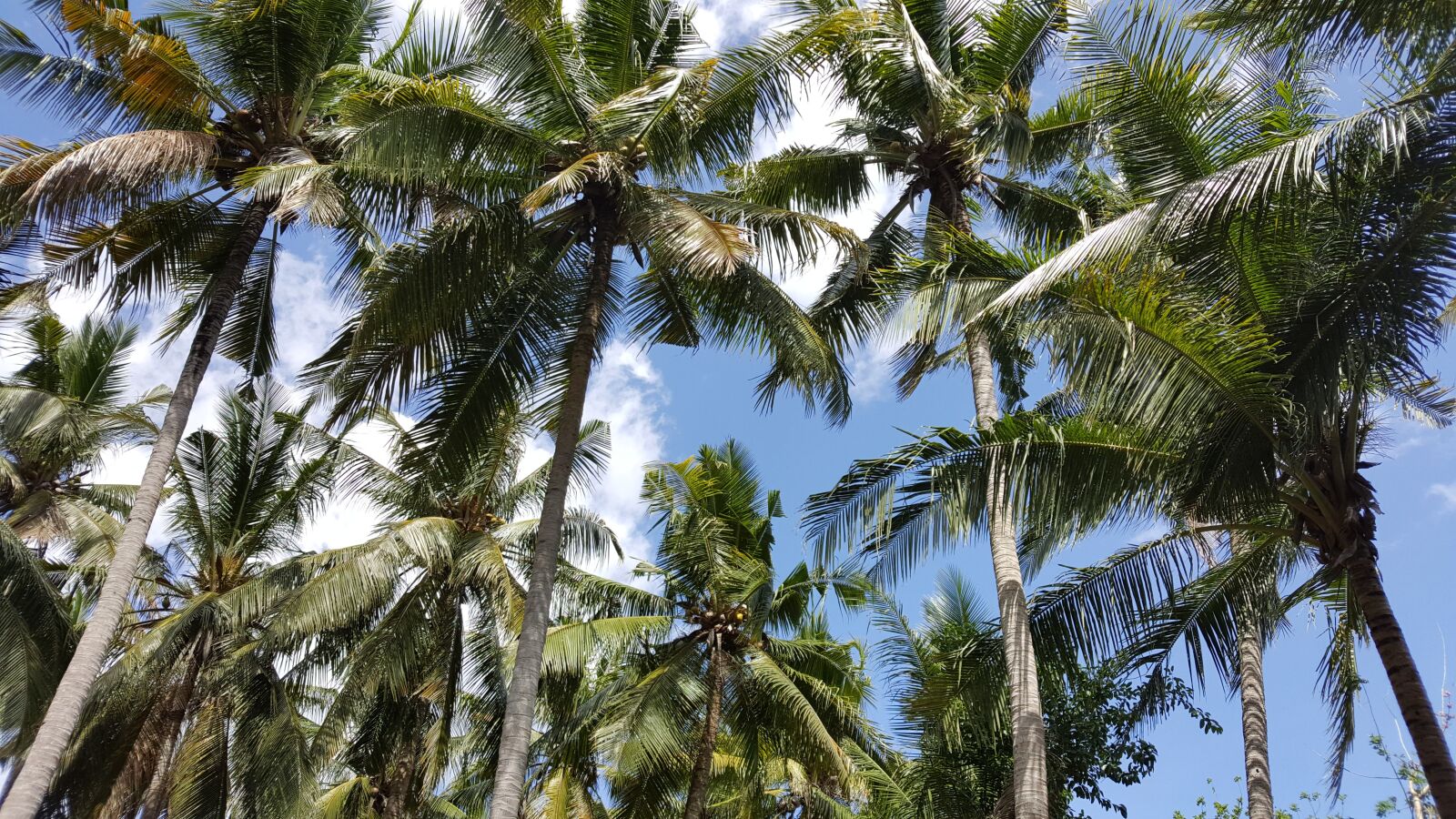 Samsung Galaxy S6 sample photo. Palm, tree, tropical photography