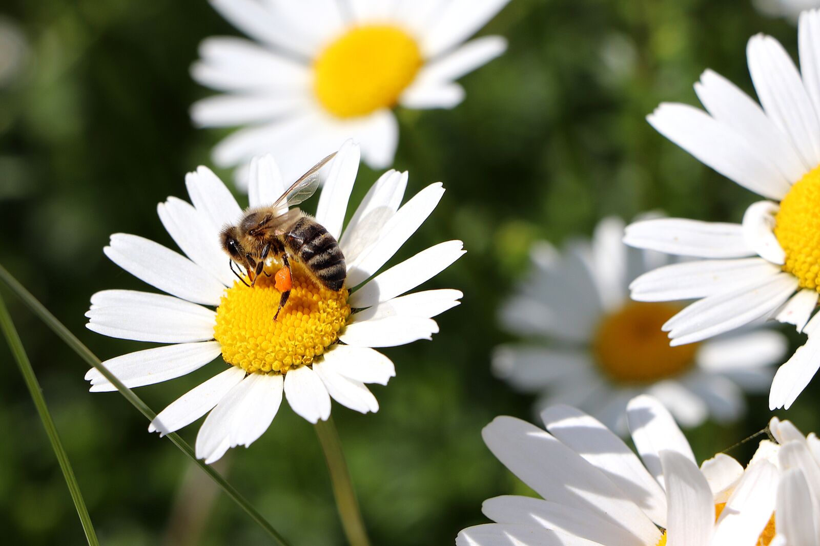 Canon EOS 77D (EOS 9000D / EOS 770D) + Canon EF-S 18-135mm F3.5-5.6 IS STM sample photo. Marguerite, bee, nature photography