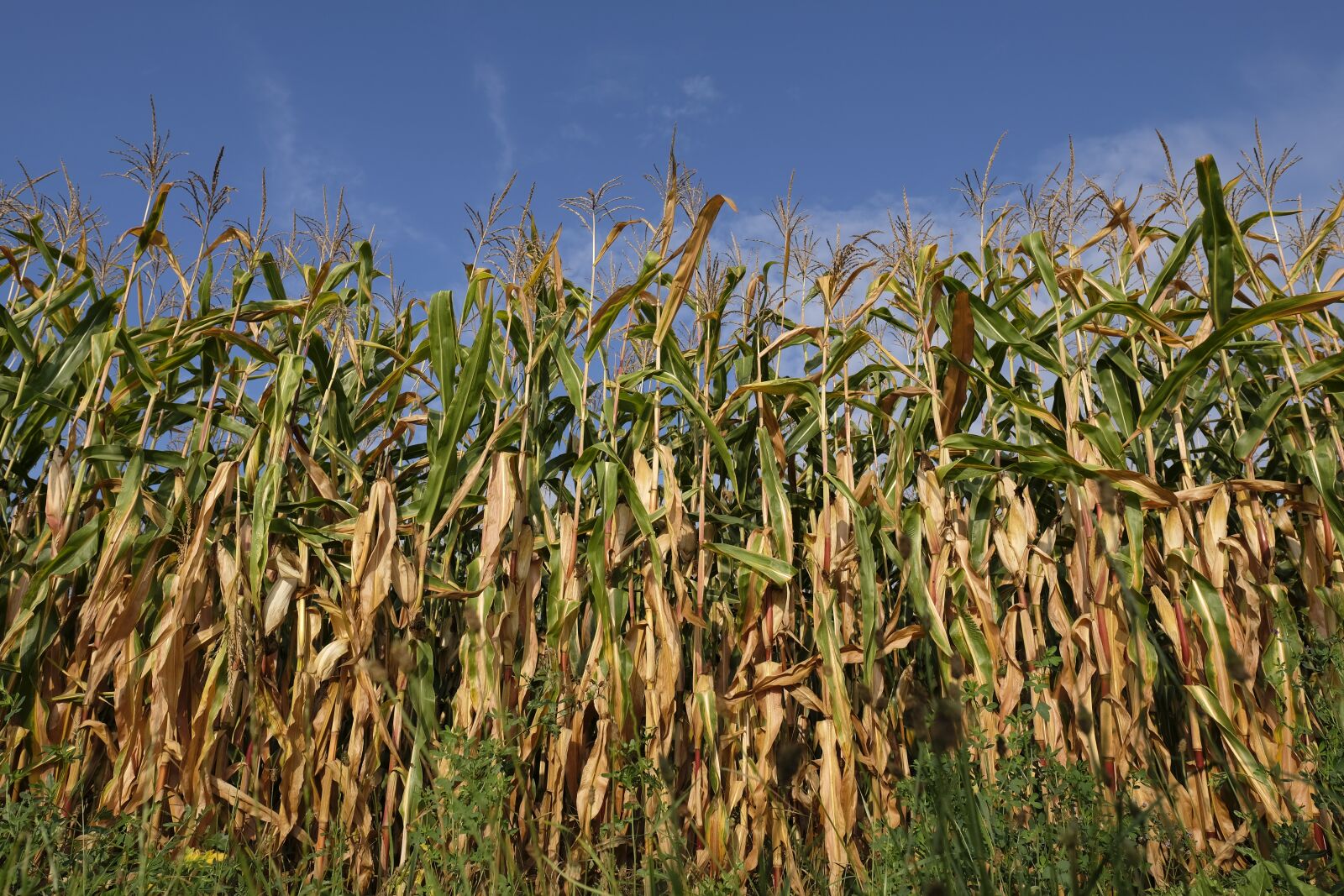 Fujifilm X-T2 sample photo. Corn, corn plant, cornfield photography