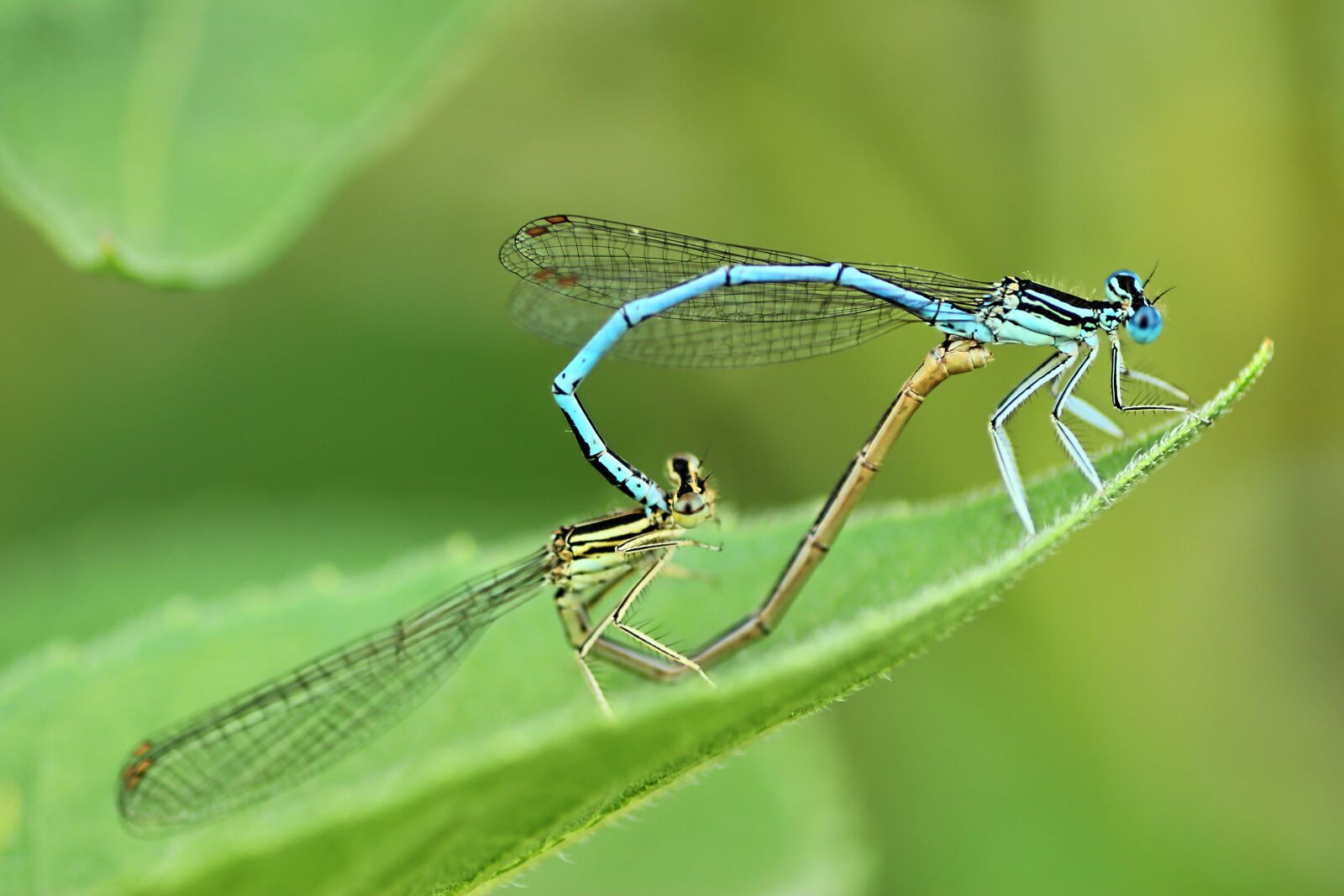 Tamron SP 90mm F2.8 Di VC USD 1:1 Macro sample photo. Dragonflies, pairing, paarungsrad photography