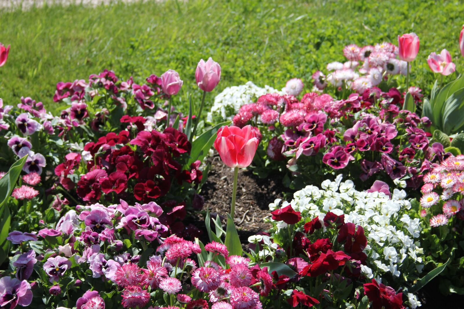 Canon EOS 550D (EOS Rebel T2i / EOS Kiss X4) sample photo. Flowers, nature, spring photography