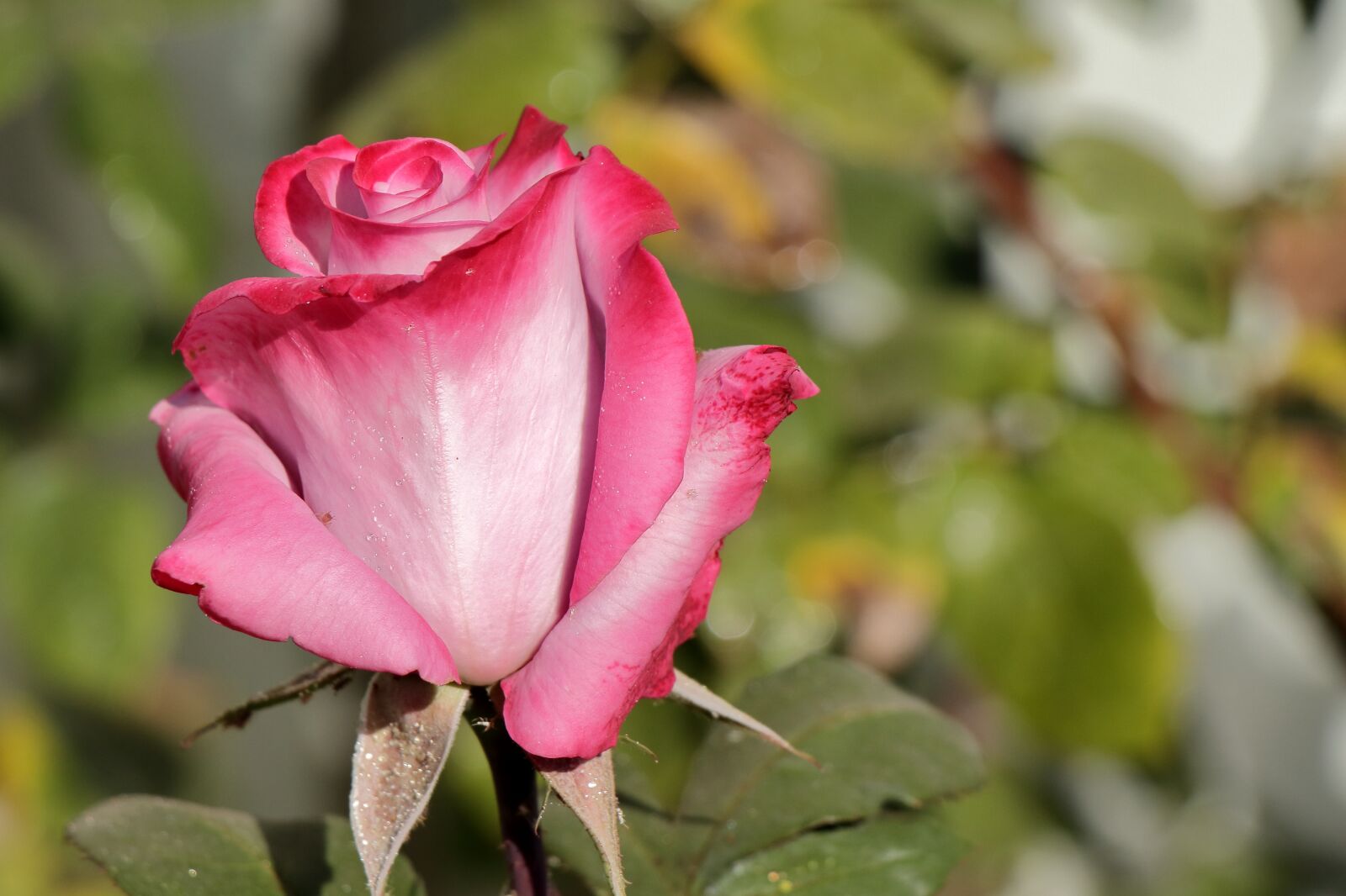 Canon EF-S 18-135mm F3.5-5.6 IS USM sample photo. Pink white rose, rose photography