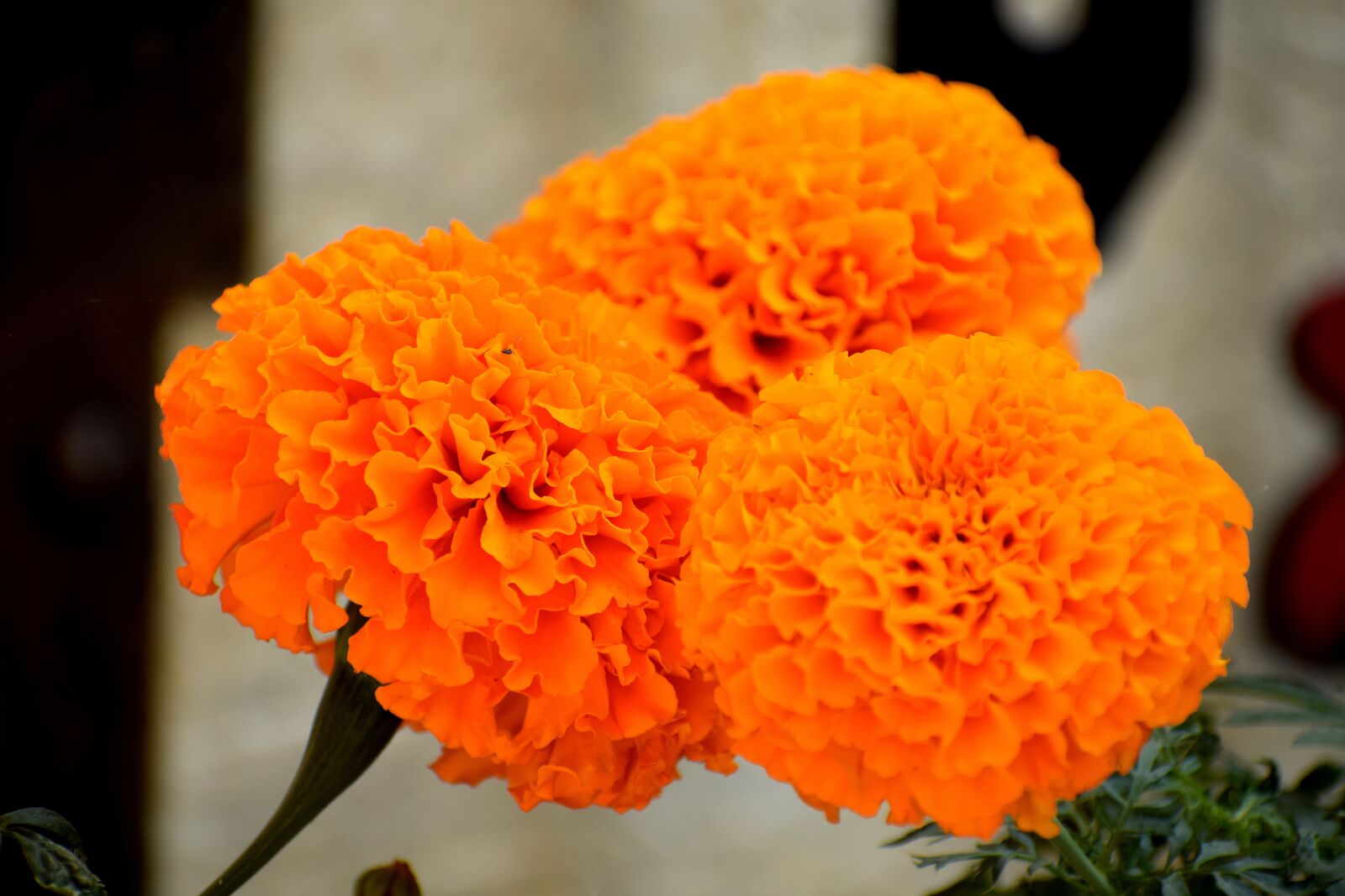 Nikon D3300 sample photo. Marigold, flowers, yellow photography