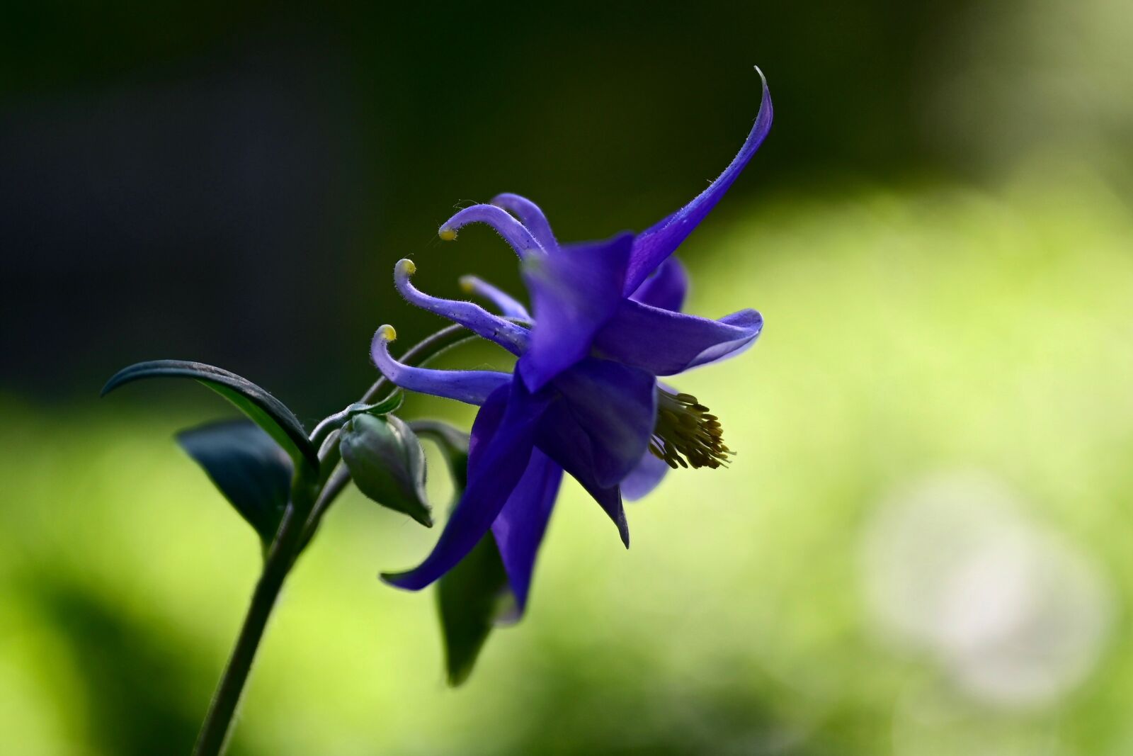 Nikon Z6 sample photo. Columbine, blossom, bloom photography