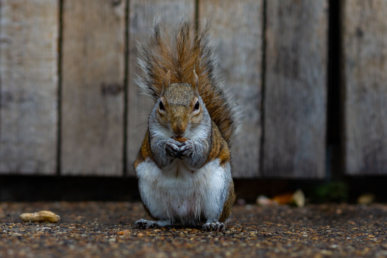 Nikon D7200 sample photo. Squirrel, portrait, cute photography
