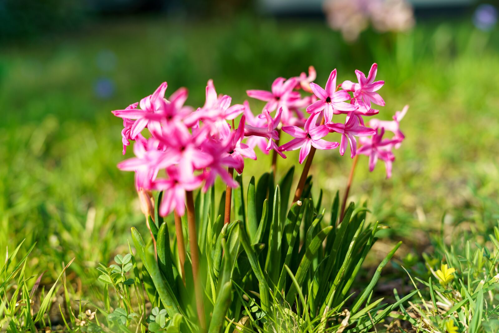 Sony a7 III + Sony FE 50mm F1.8 sample photo. Spring, flower, plant photography