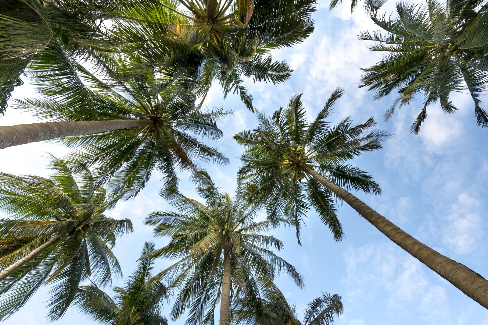 Sony a7R II + Voigtlander SUPER WIDE-HELIAR 15mm F4.5 III sample photo. Palm trees, sky, palms photography