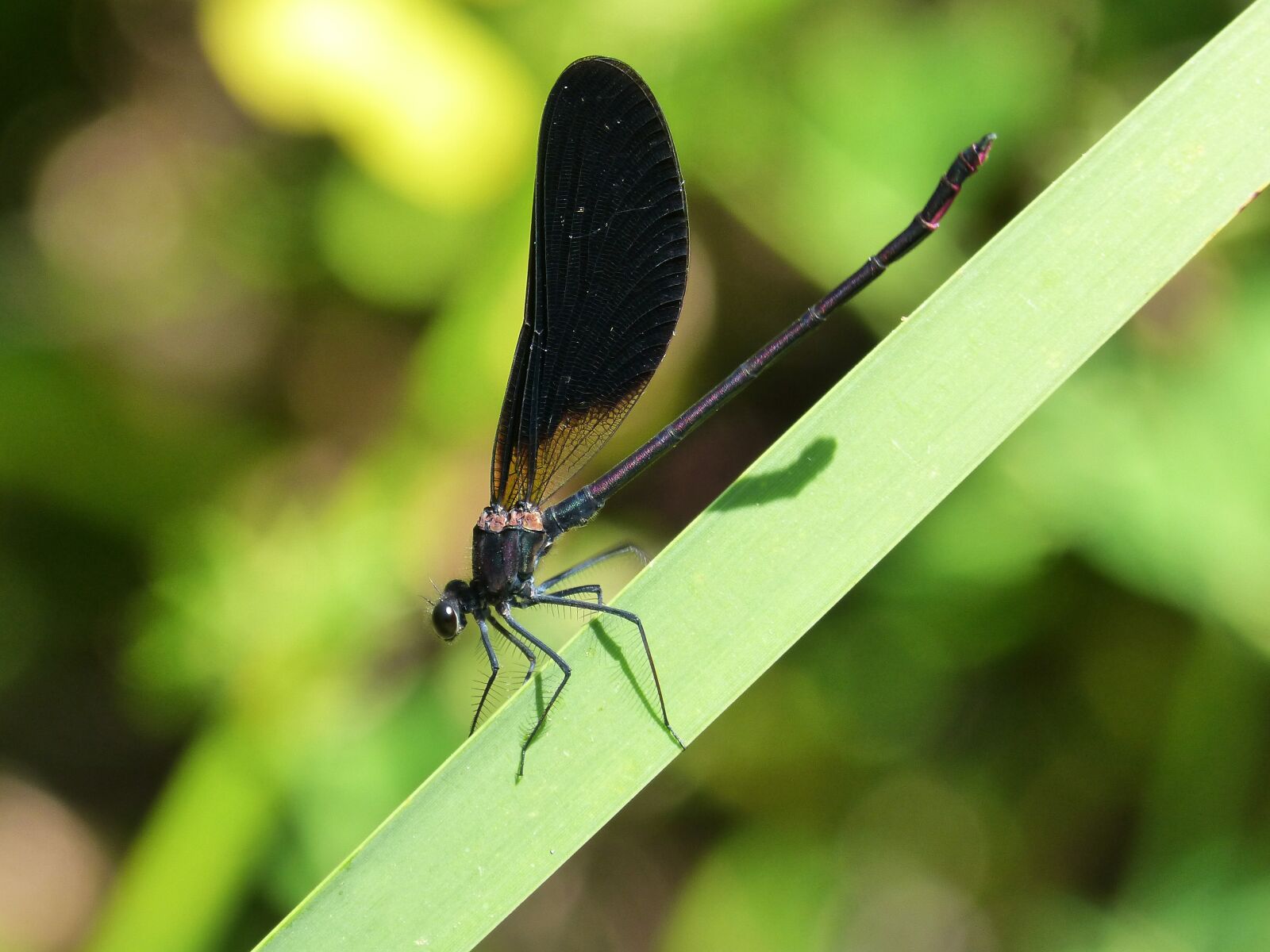 Panasonic DMC-FZ62 sample photo. Black dragonfly, detail, beauty photography