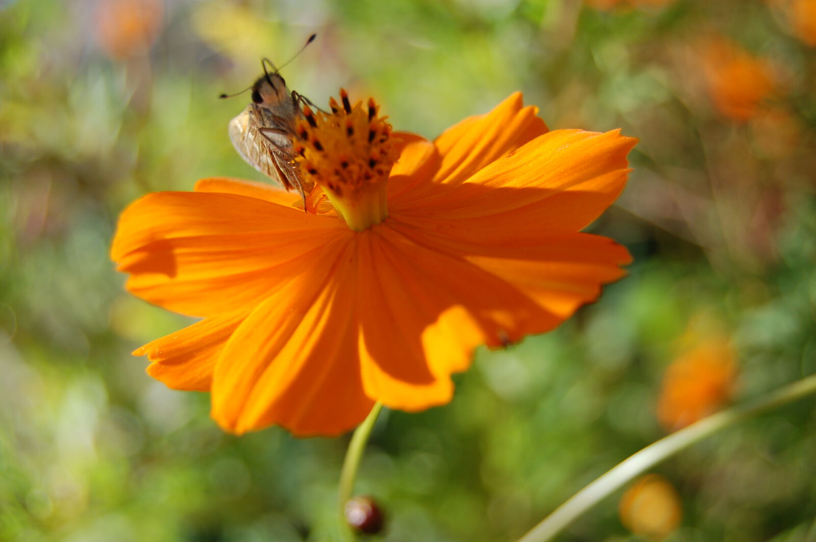AF-S DX Zoom-Nikkor 18-55mm f/3.5-5.6G ED sample photo. Bee, insect, orange, orange photography