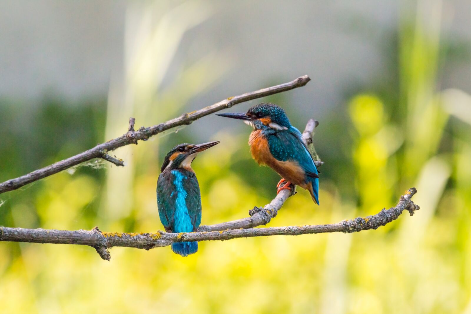 Canon EOS 70D sample photo. Kingfisher, couple, pair photography