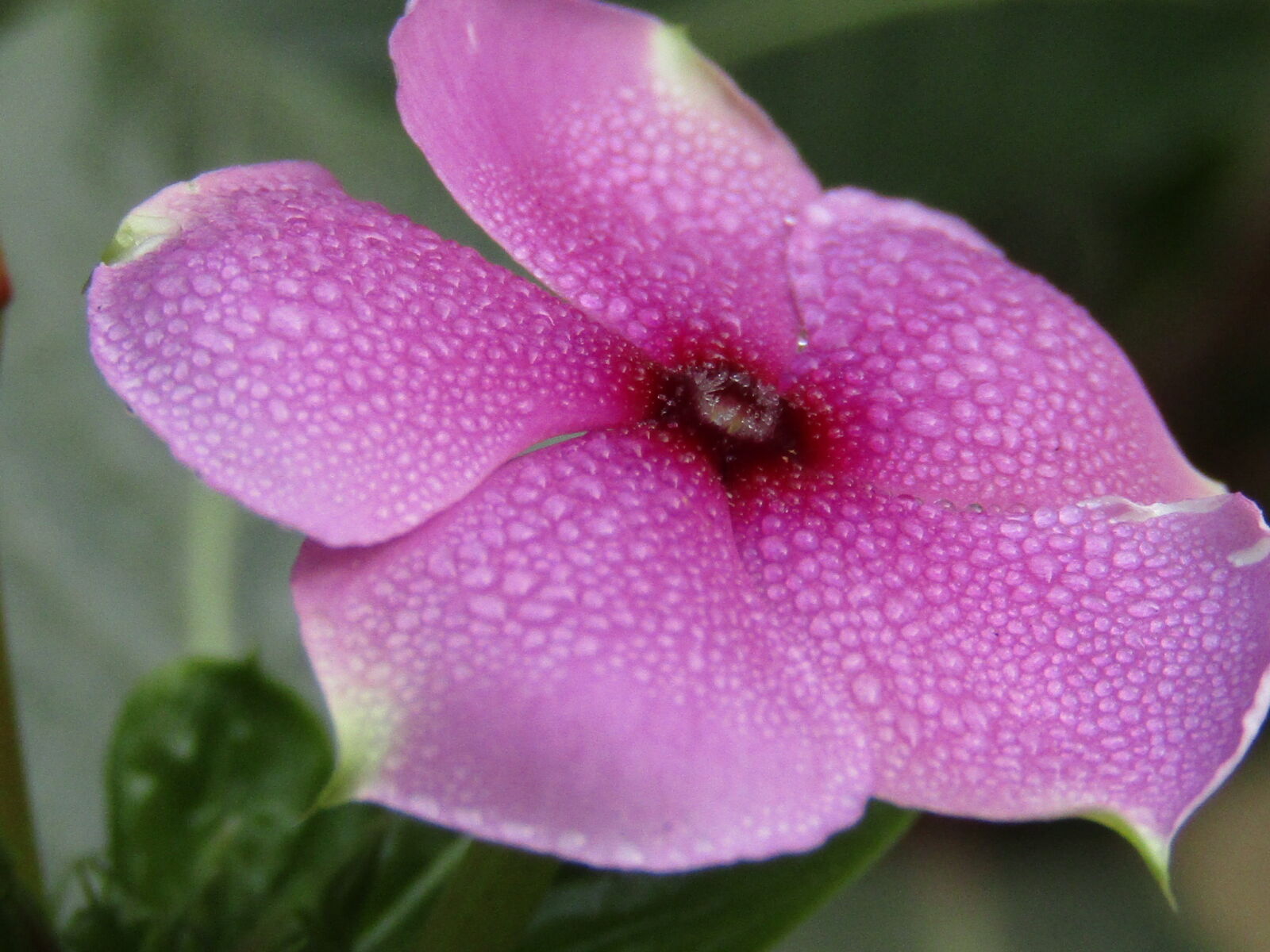 Canon PowerShot SX410 IS sample photo. Flowers, flower, flowerstagram, flowersofinstagra photography