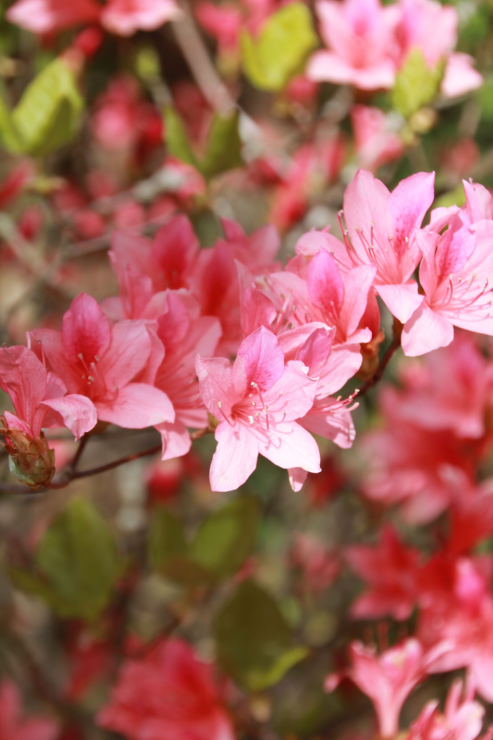 Canon EOS 1100D (EOS Rebel T3 / EOS Kiss X50) sample photo. Flowers, pink, spring photography