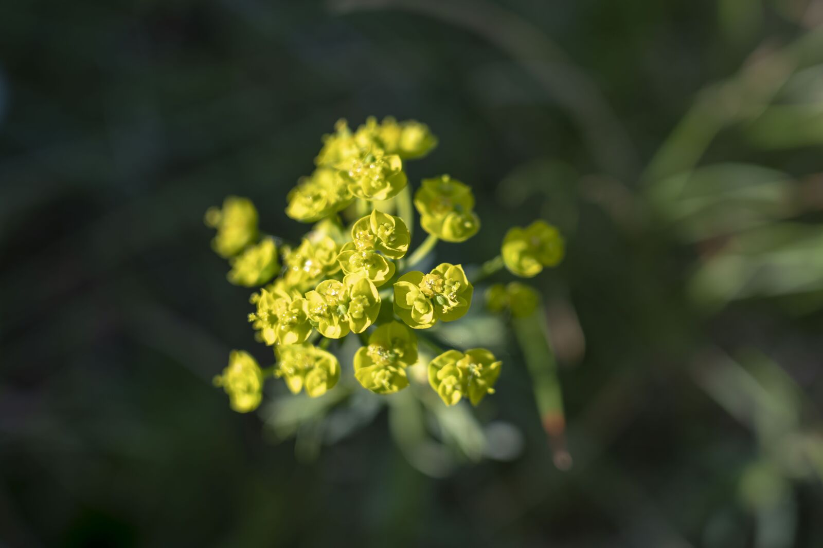 Sony FE 24-105mm F4 G OSS sample photo. Flowers, kvetinky, nature photography