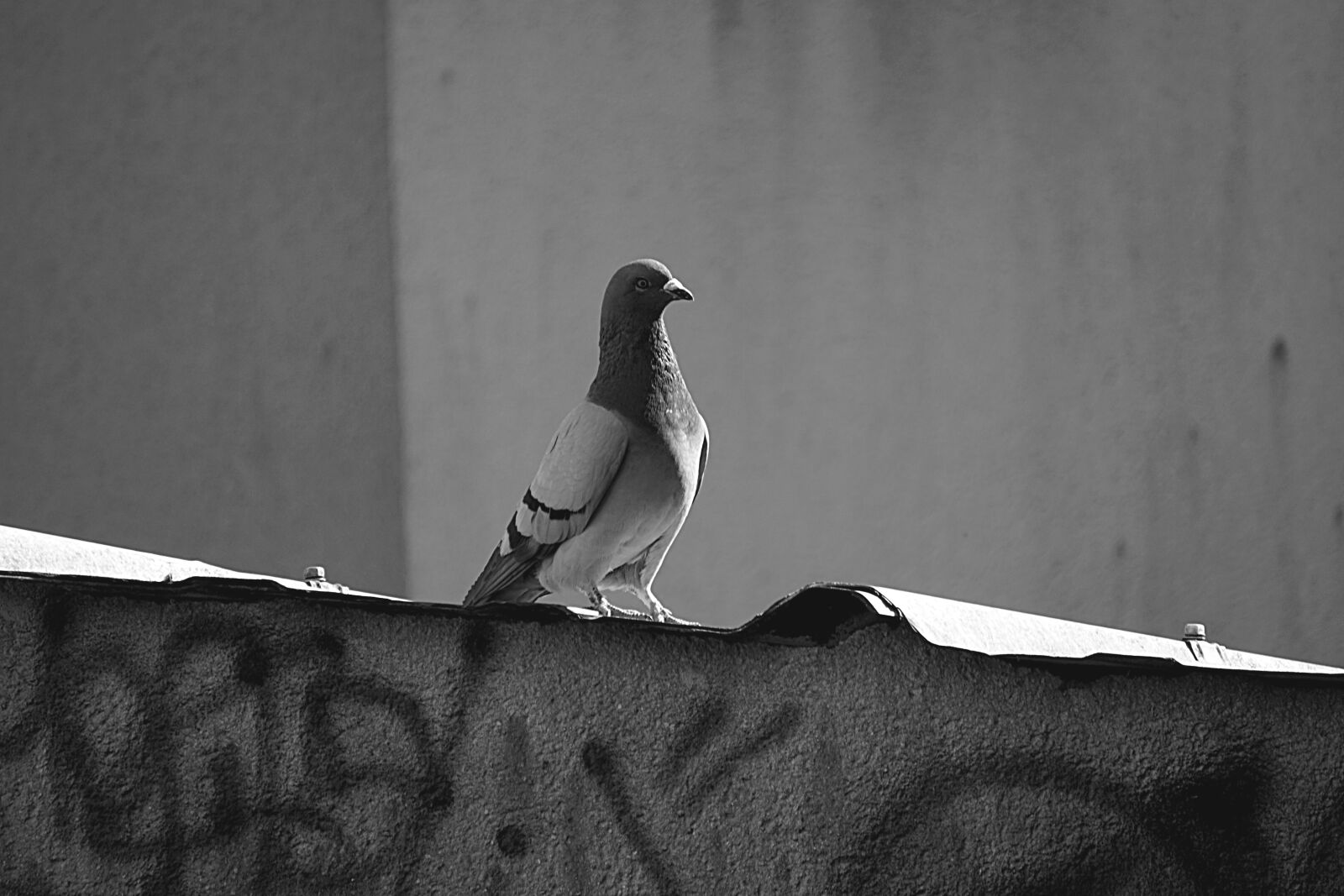 Sony a6000 sample photo. Pigeon, bird, fauna photography