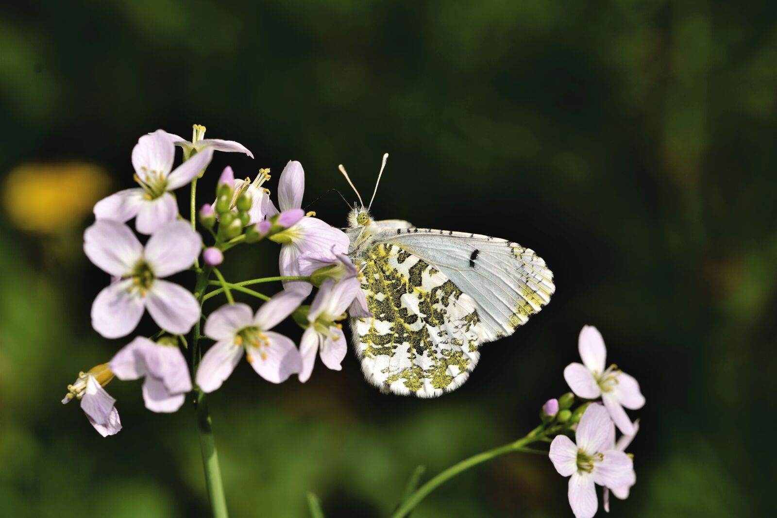 Nikon D7200 sample photo. Aurora butterfly, butterfly, insect photography