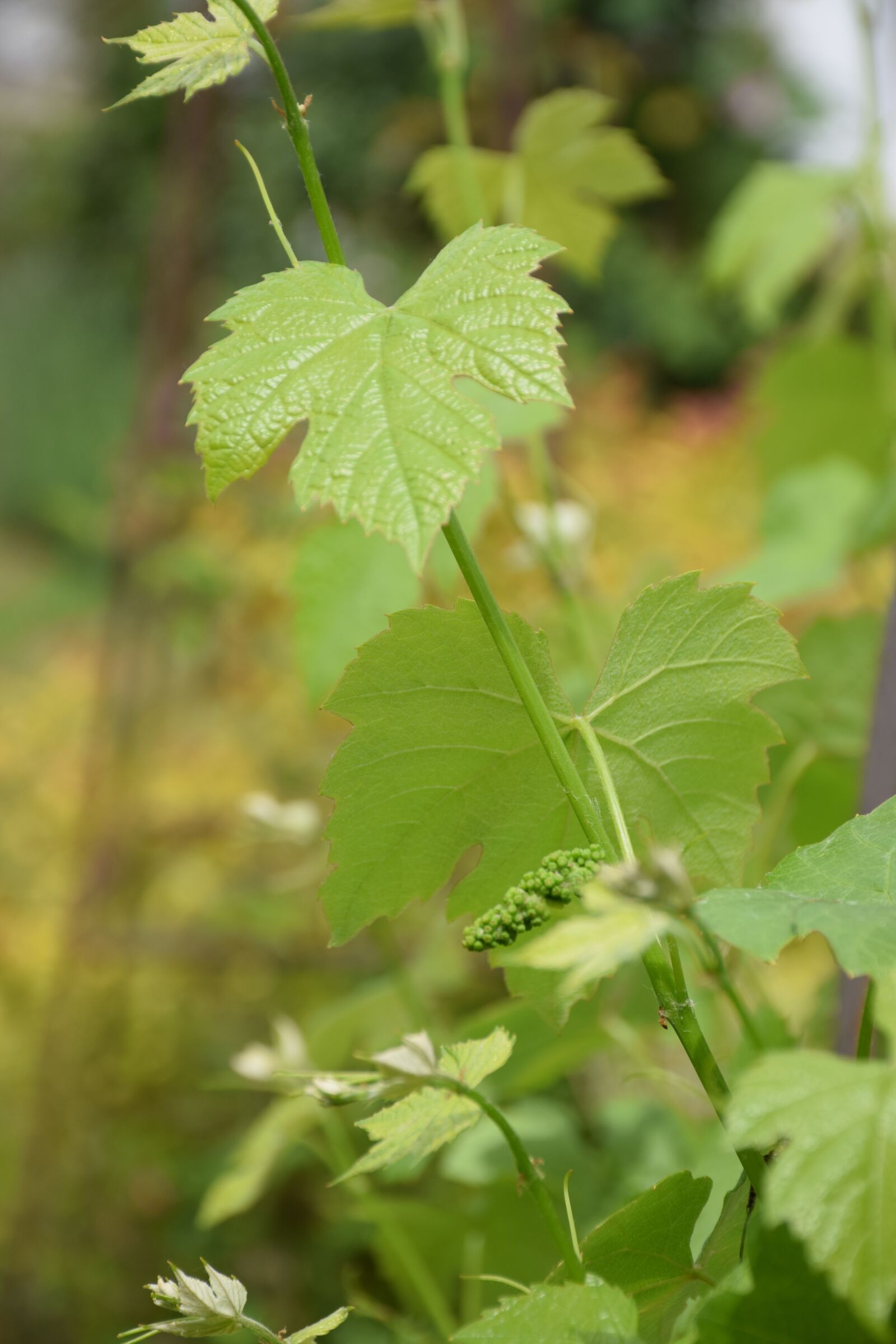 Nikon D5300 sample photo. Wine, vine, grape photography