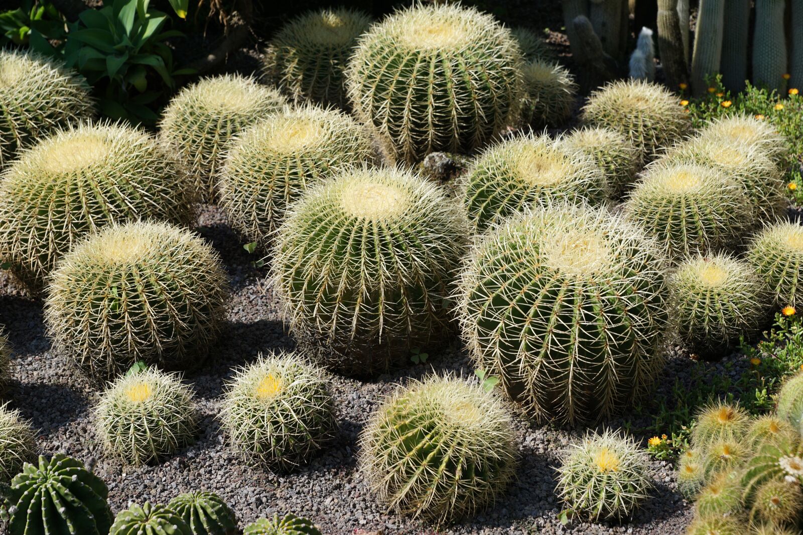 Sony DT 16-50mm F2.8 SSM sample photo. Cactus, green, plant photography