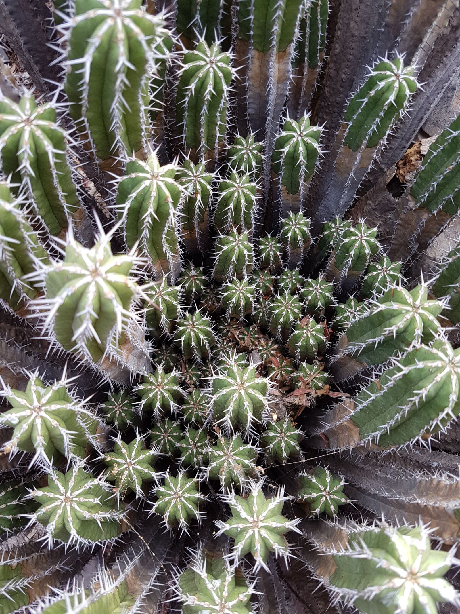 Samsung Galaxy S7 Edge sample photo. Cactus, vegetation, skewers photography