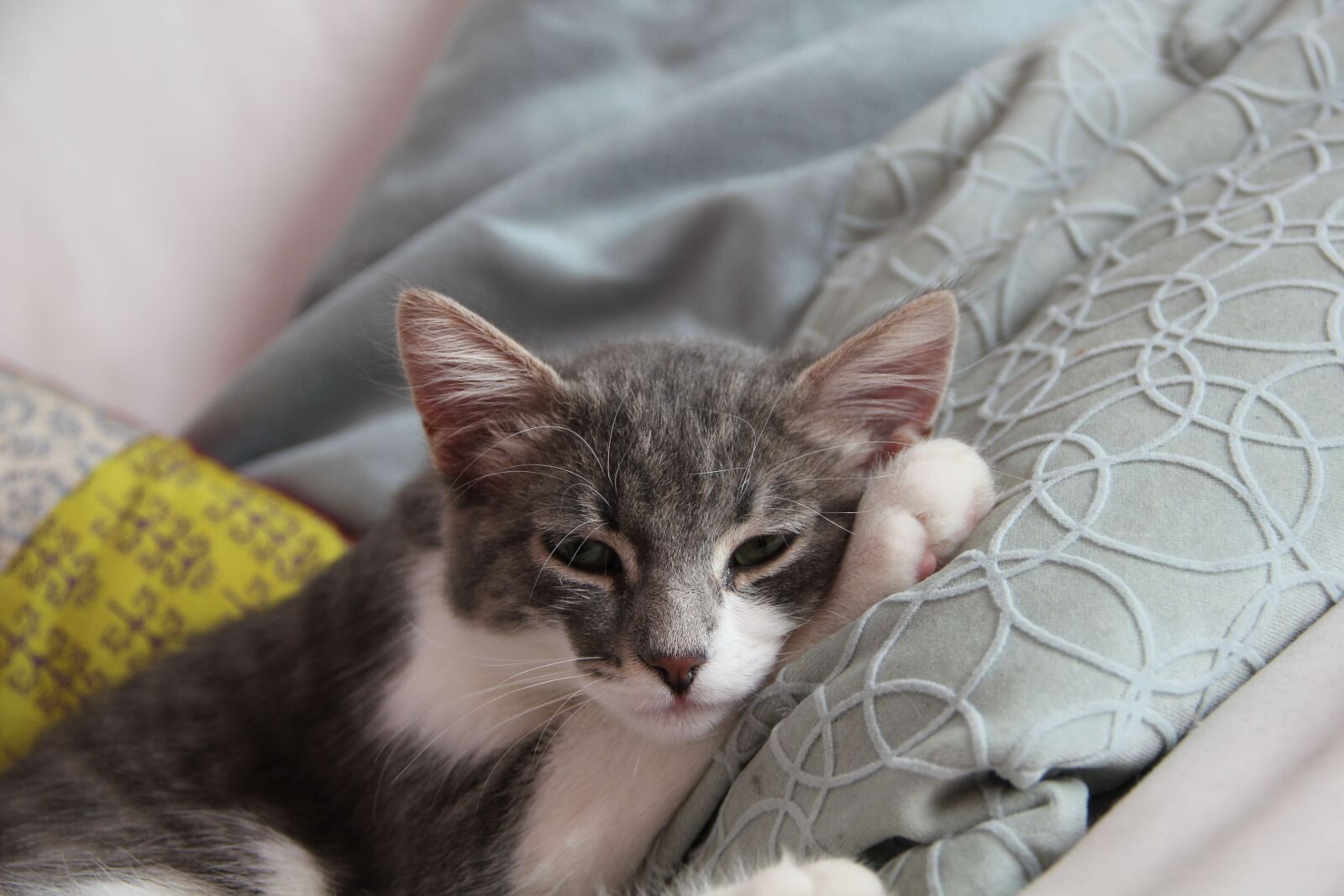 Canon EOS 550D (EOS Rebel T2i / EOS Kiss X4) sample photo. Cat, gatta, miao photography