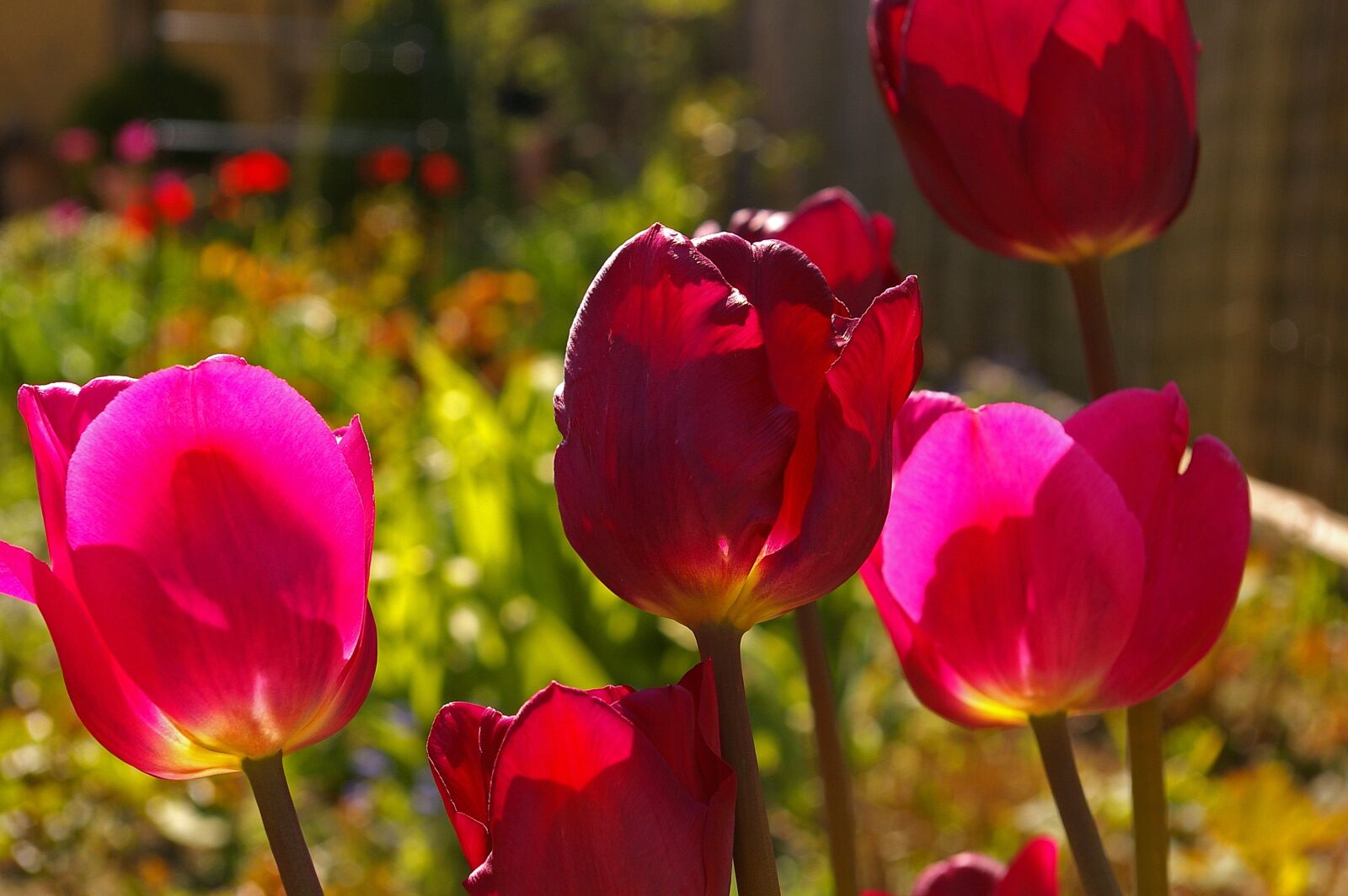 Pentax *ist DL2 sample photo. Tulips, red tulips, red photography