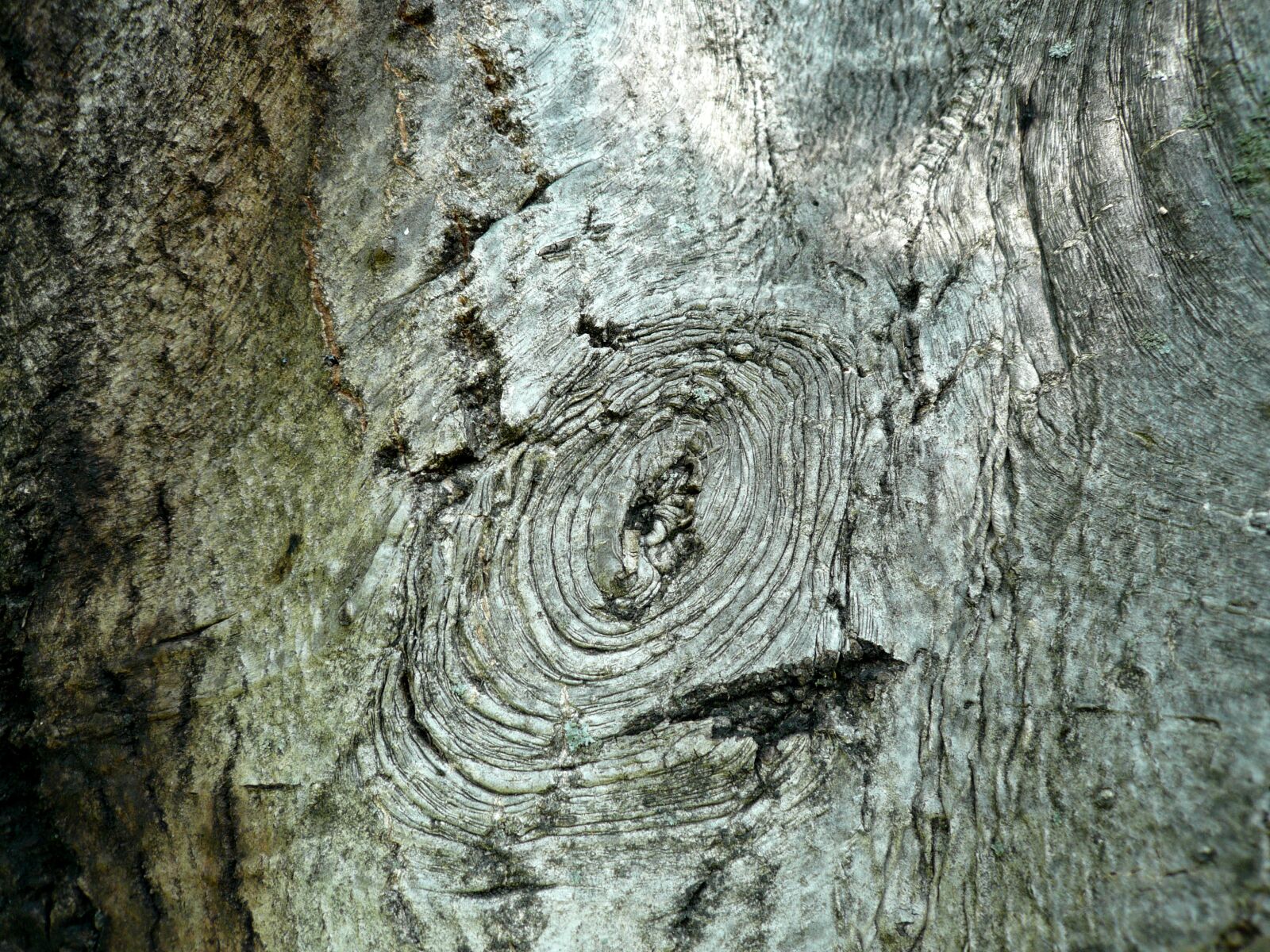 Panasonic DMC-FX100 sample photo. Bark, tree, walnut photography