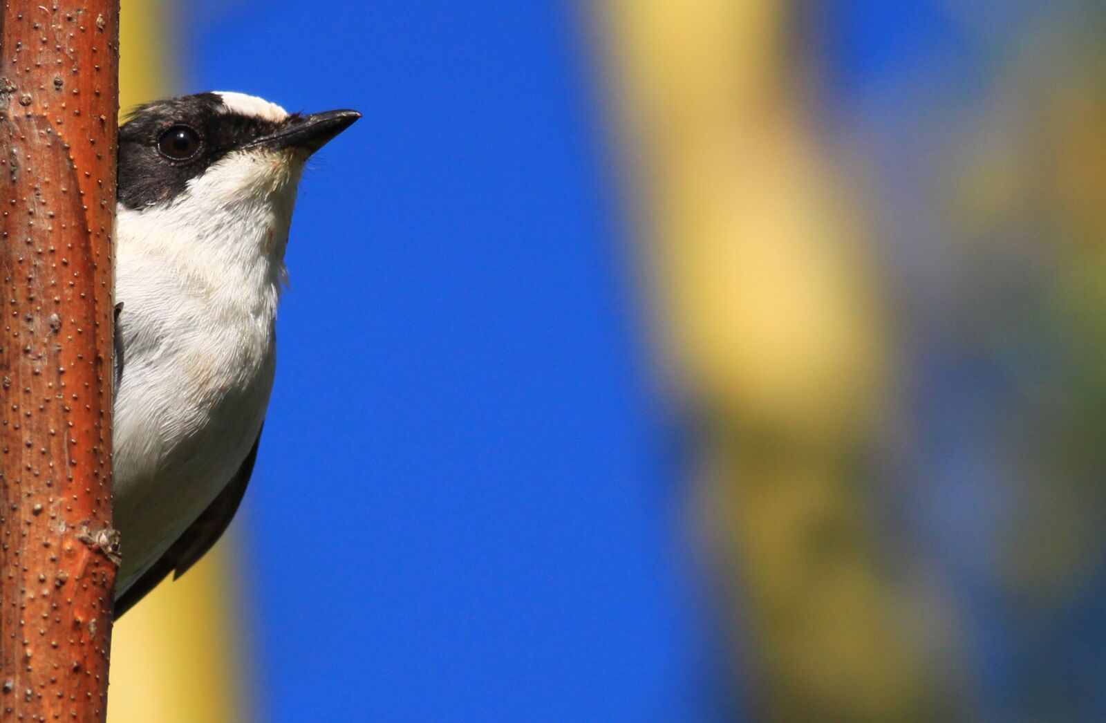 Canon EOS 500D (EOS Rebel T1i / EOS Kiss X3) sample photo. Bird, collared flycatcher, flycatcher photography