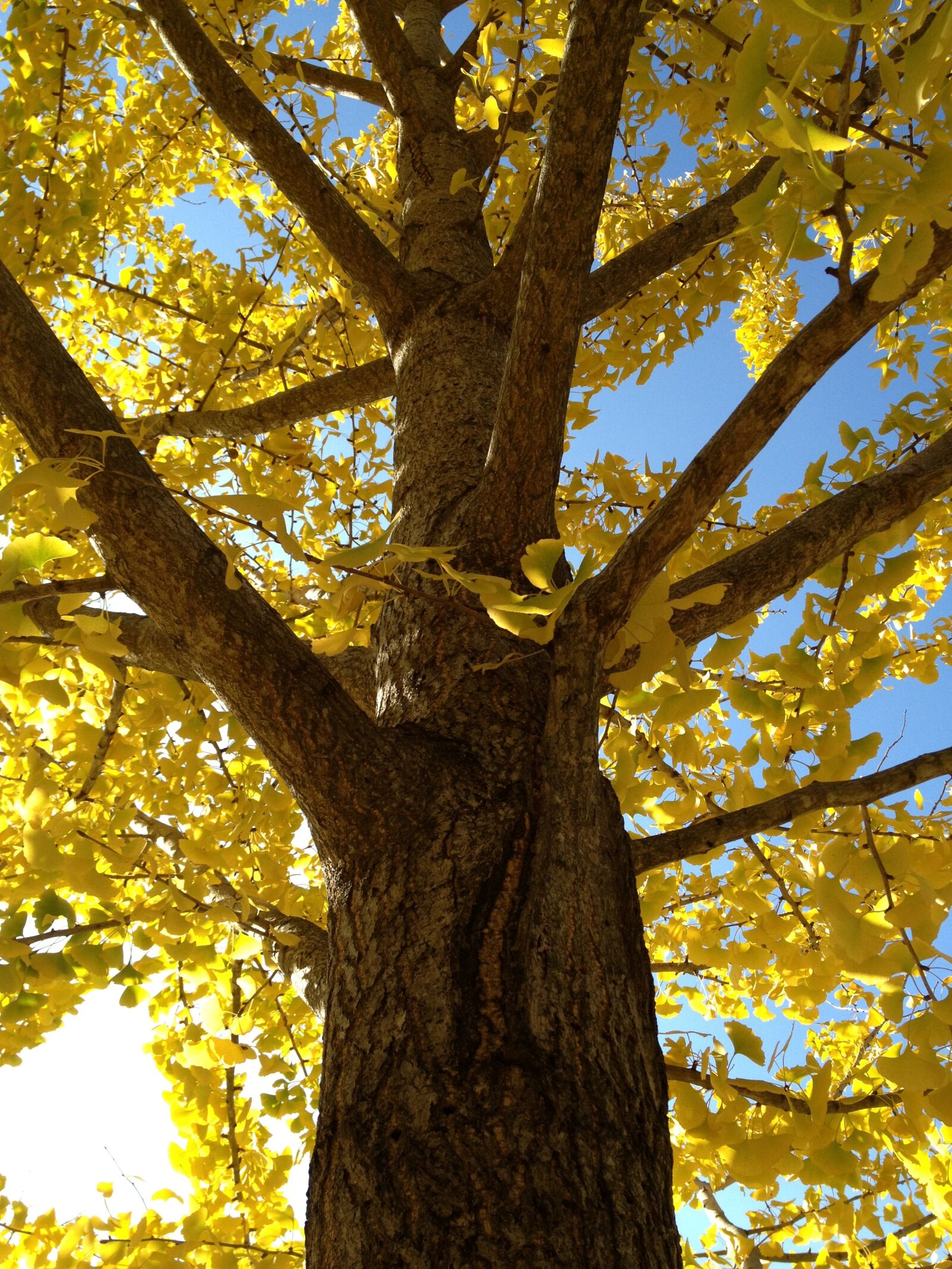 Apple iPhone 4S sample photo. Tree, leaves, fall photography