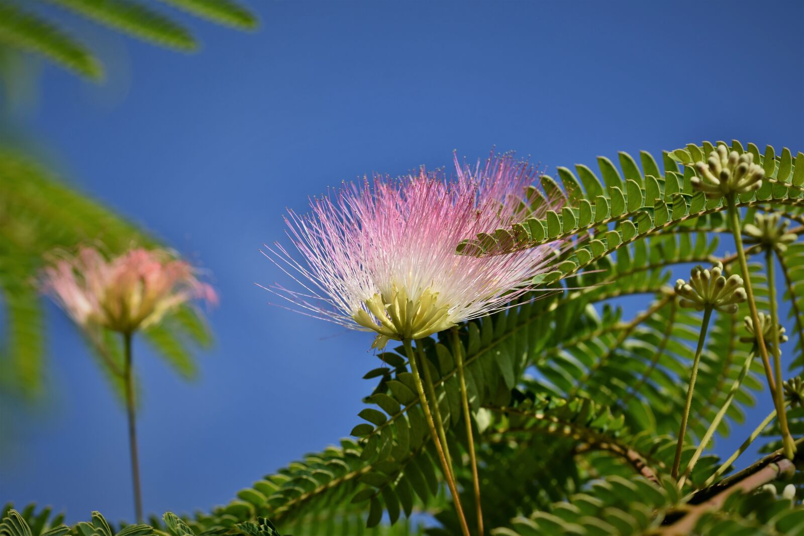 Nikon D7200 sample photo. Silk tree, silk acacia photography