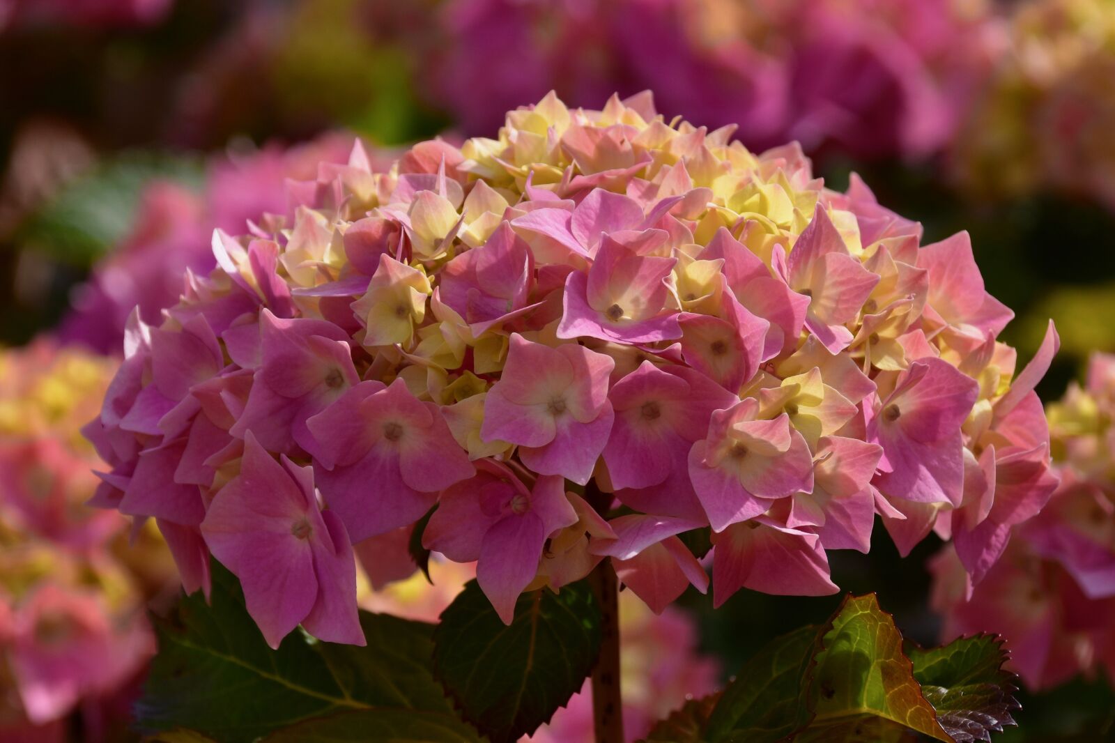 Nikon D5600 sample photo. Flower, flower hydrangea, hydrangea photography